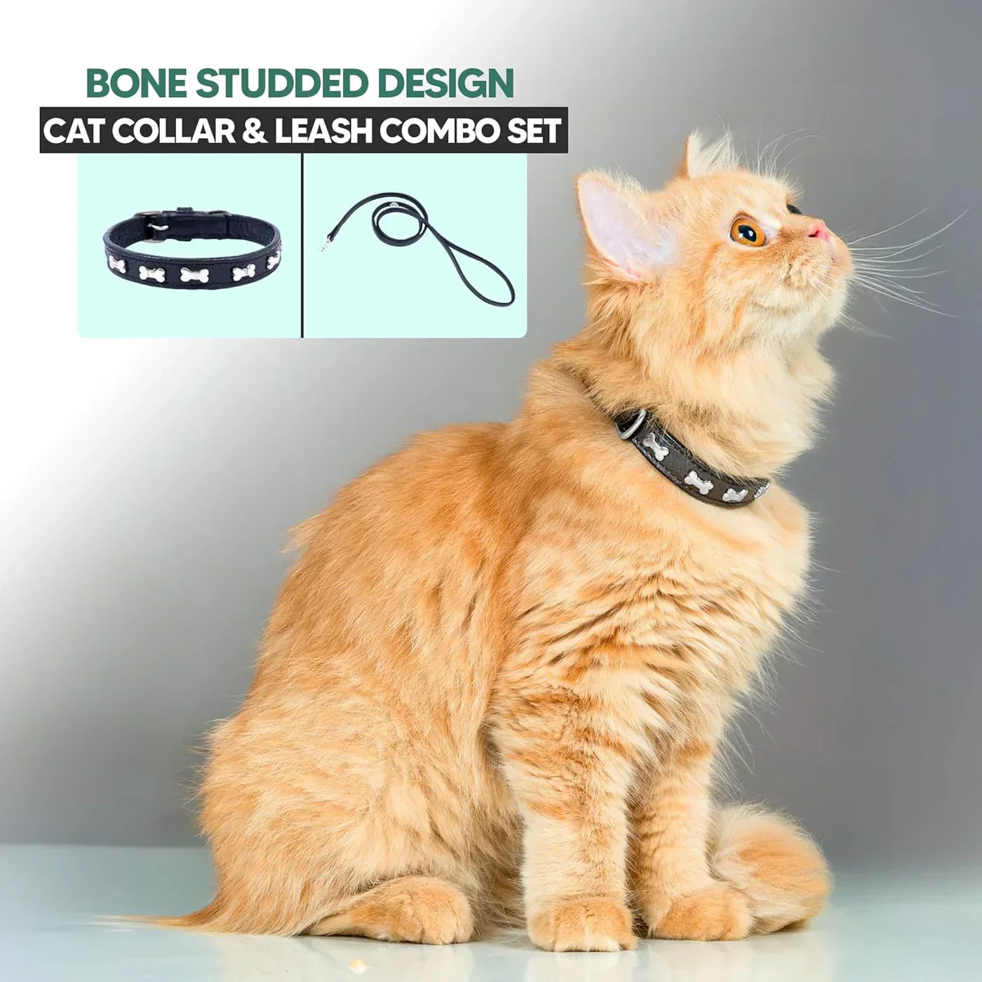 How to Harness and Leash Properly Train Your Cat