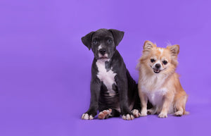 Is Your Pet Ready For The Monsoon?