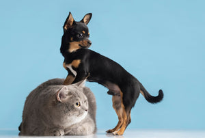8 Products That Will Change Your Cat's Life!
