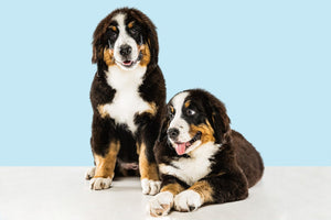 Top 7 Benefits of Pet Health Supplements