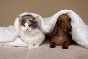 How dental treats benefits your dog's oral health