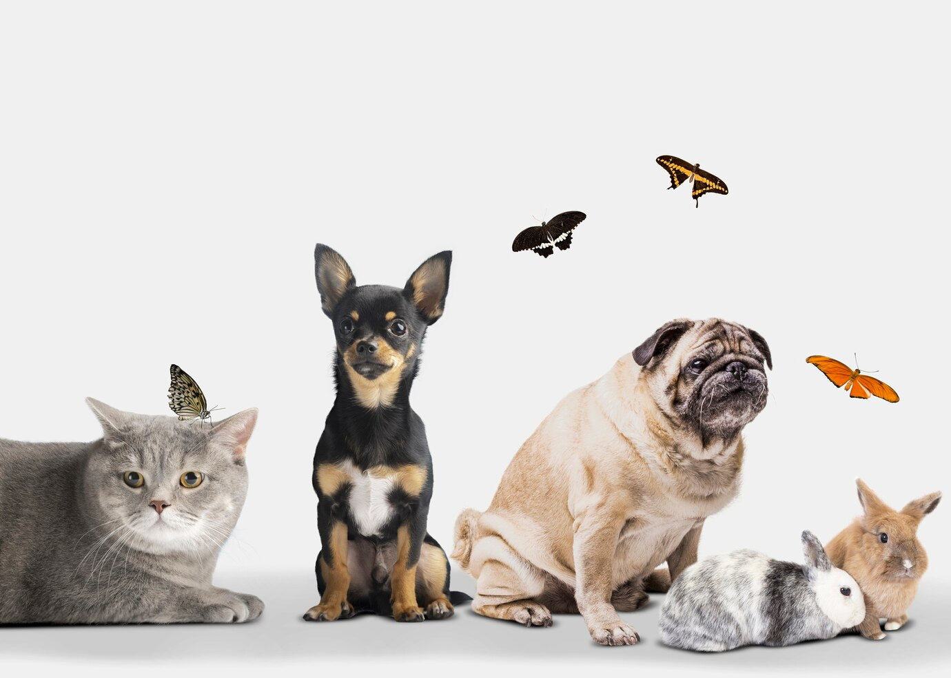 Top 5 Tips To Prevent Dehydration In Pets