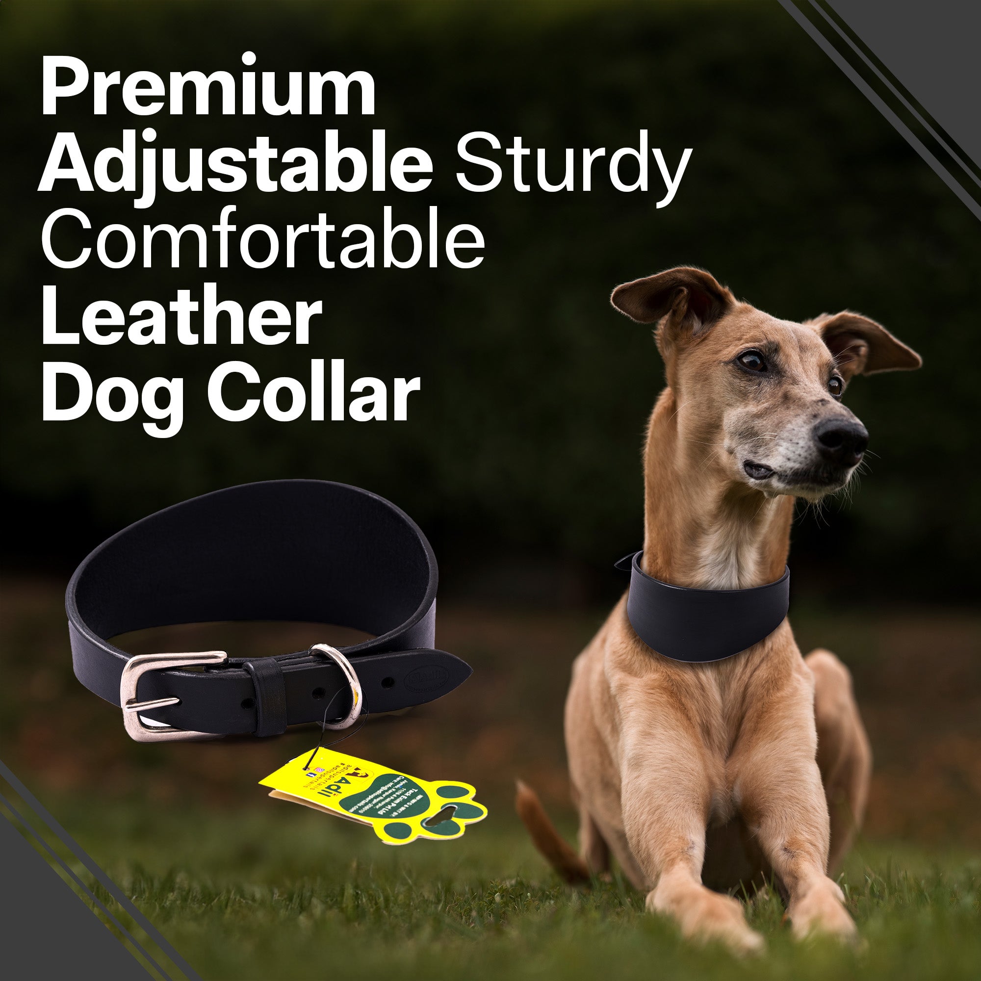 Adil’s Greyhound Plain Leather Dog Collar, Genuine Leather Suitable for Saluki, Whippet Dogs & Breeds with Similar Neck/Head Structure