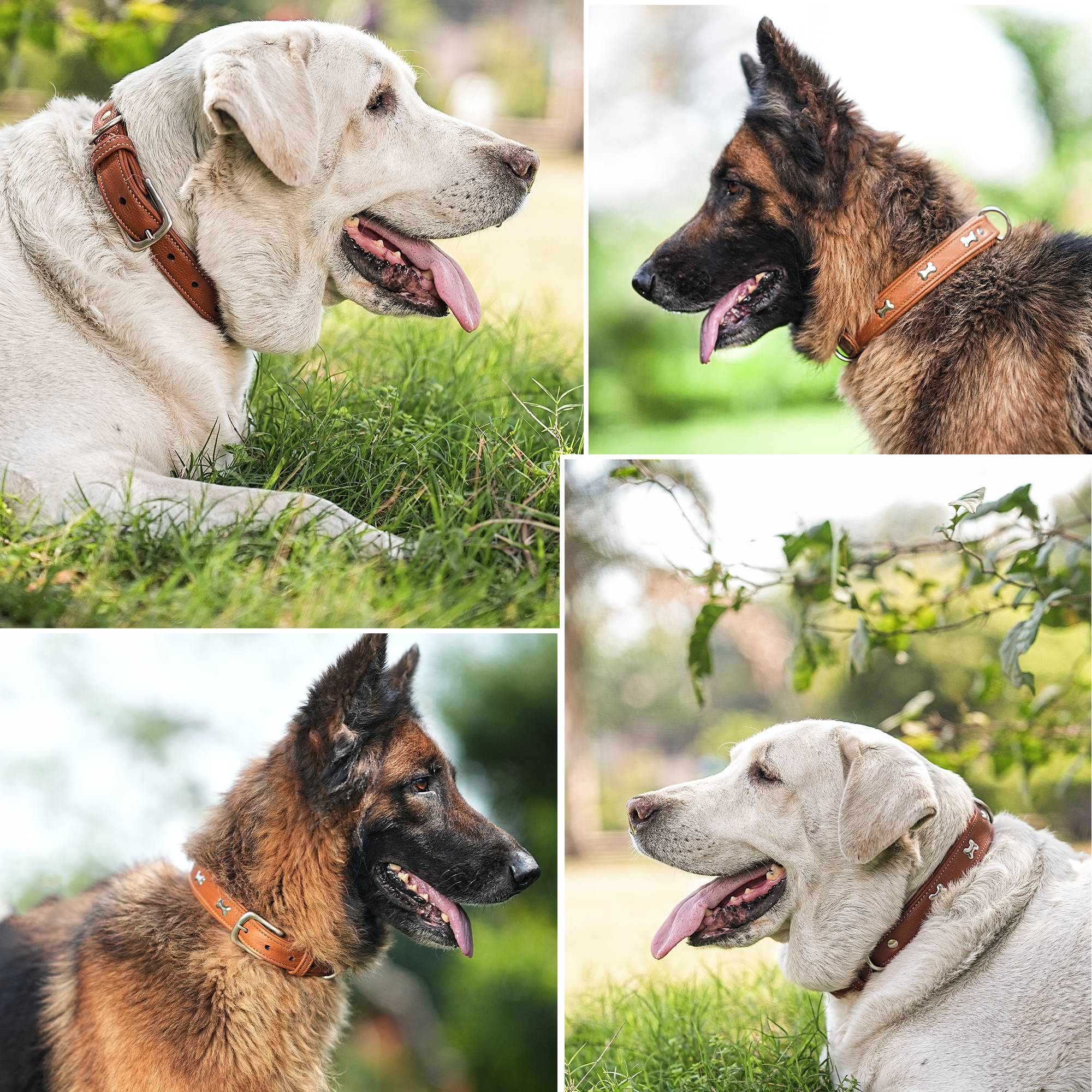 Adil's Metal Bone Studded Soft Leather Dog Collar - 1-Inch Adjustable with Strong Metal Buckle & D-Ring