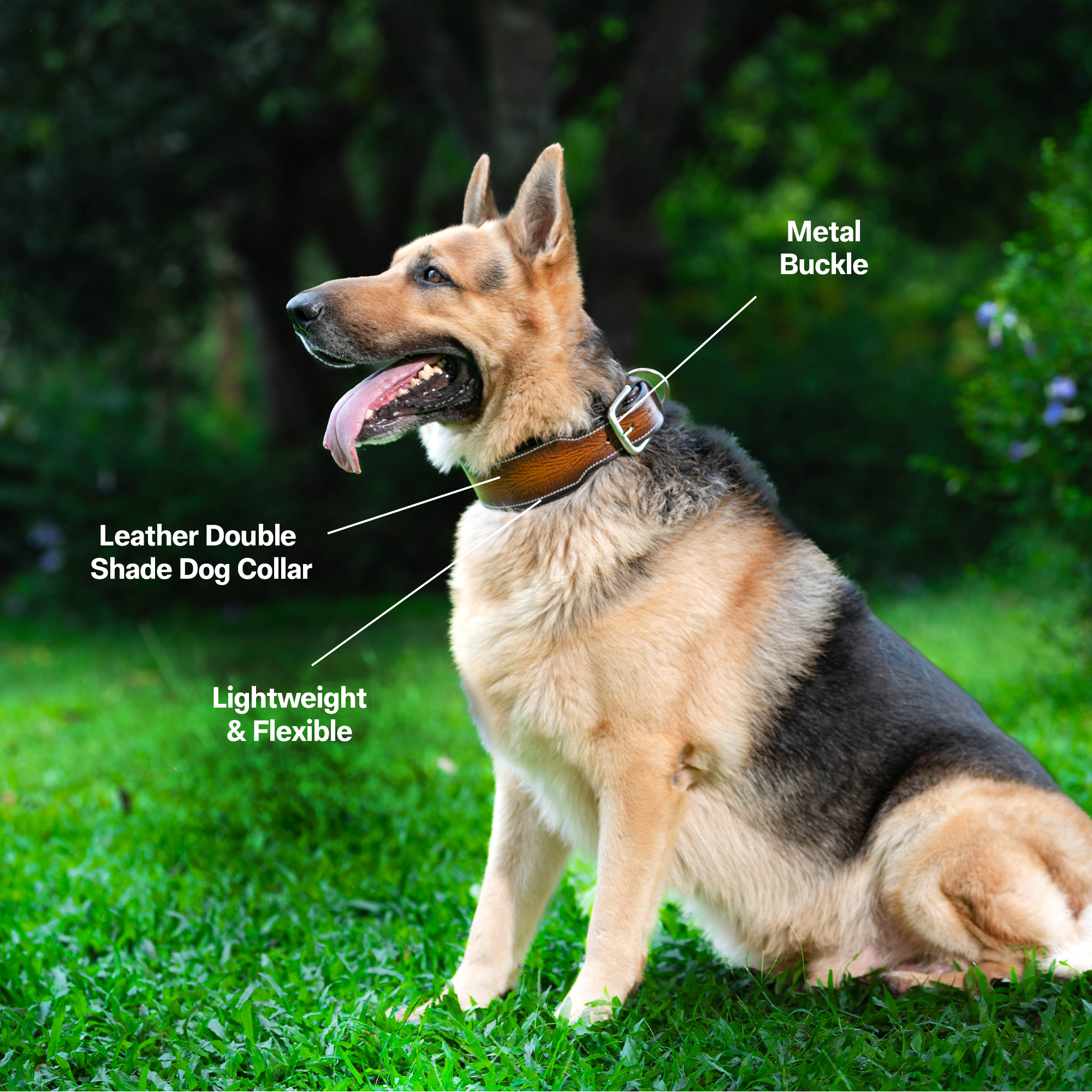 Genuine Leather Double Shade Dog Collar, Unique Design with Meta Buckle & Strong D-Ring