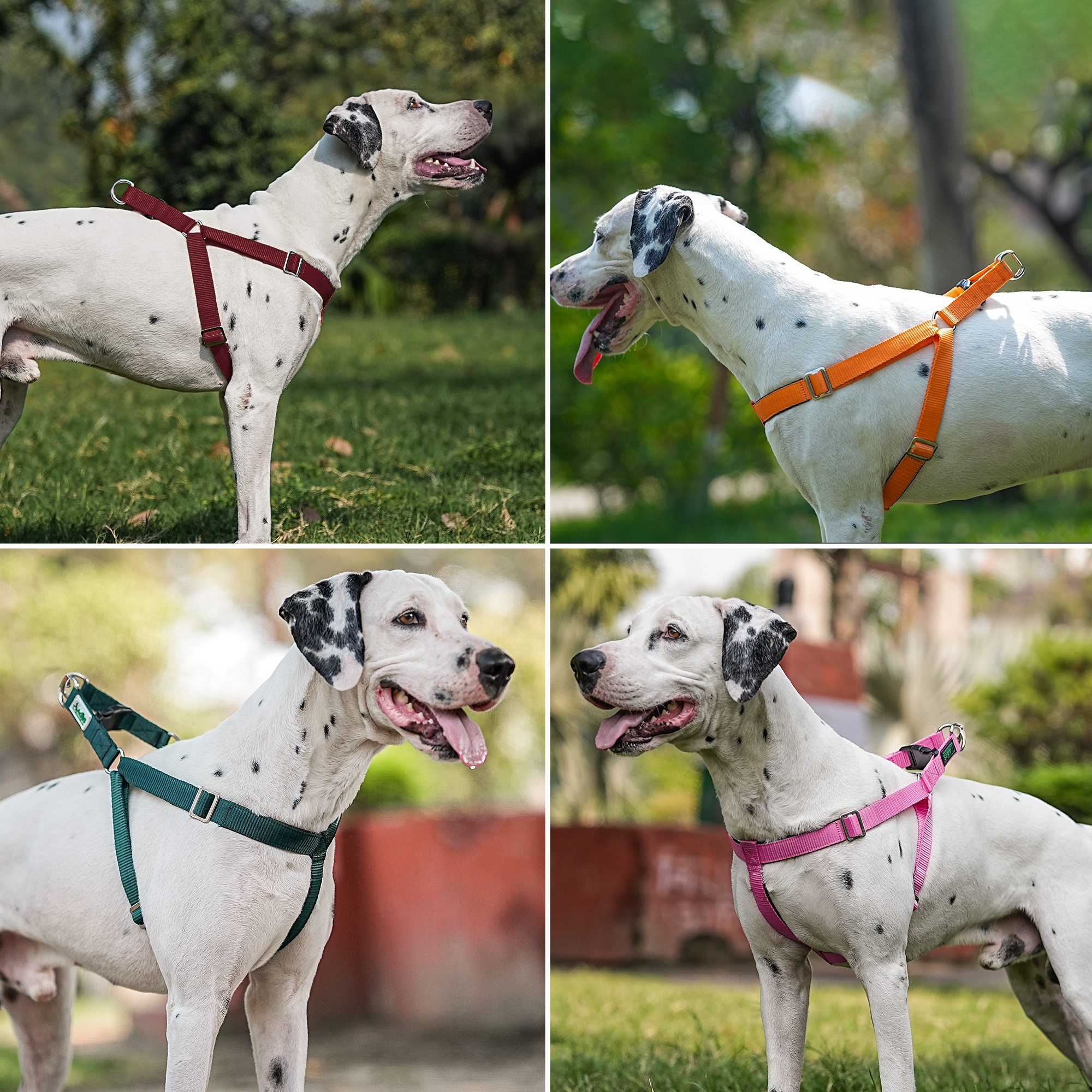 Adils H-shape harness for Walking Training Hiking & Outdoor Activities