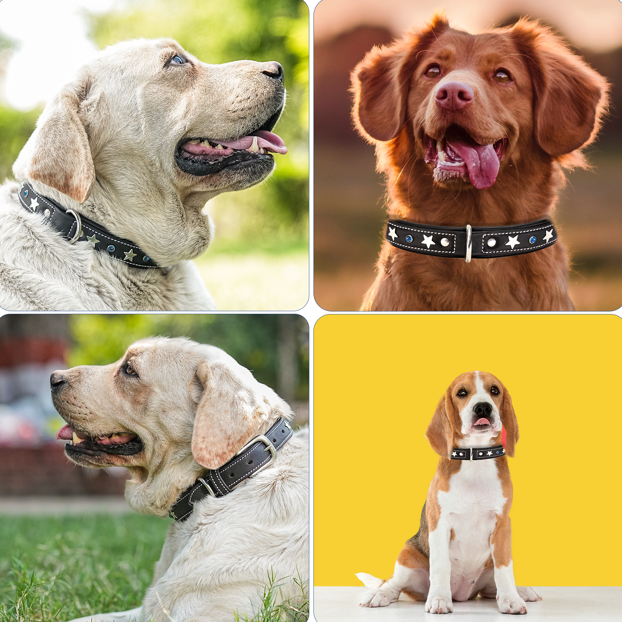 Adjustable Leather Dog Collar with Silver Softy Stars and Blue Accent Studs, 1 inch Width Crystal Studded Classic Design