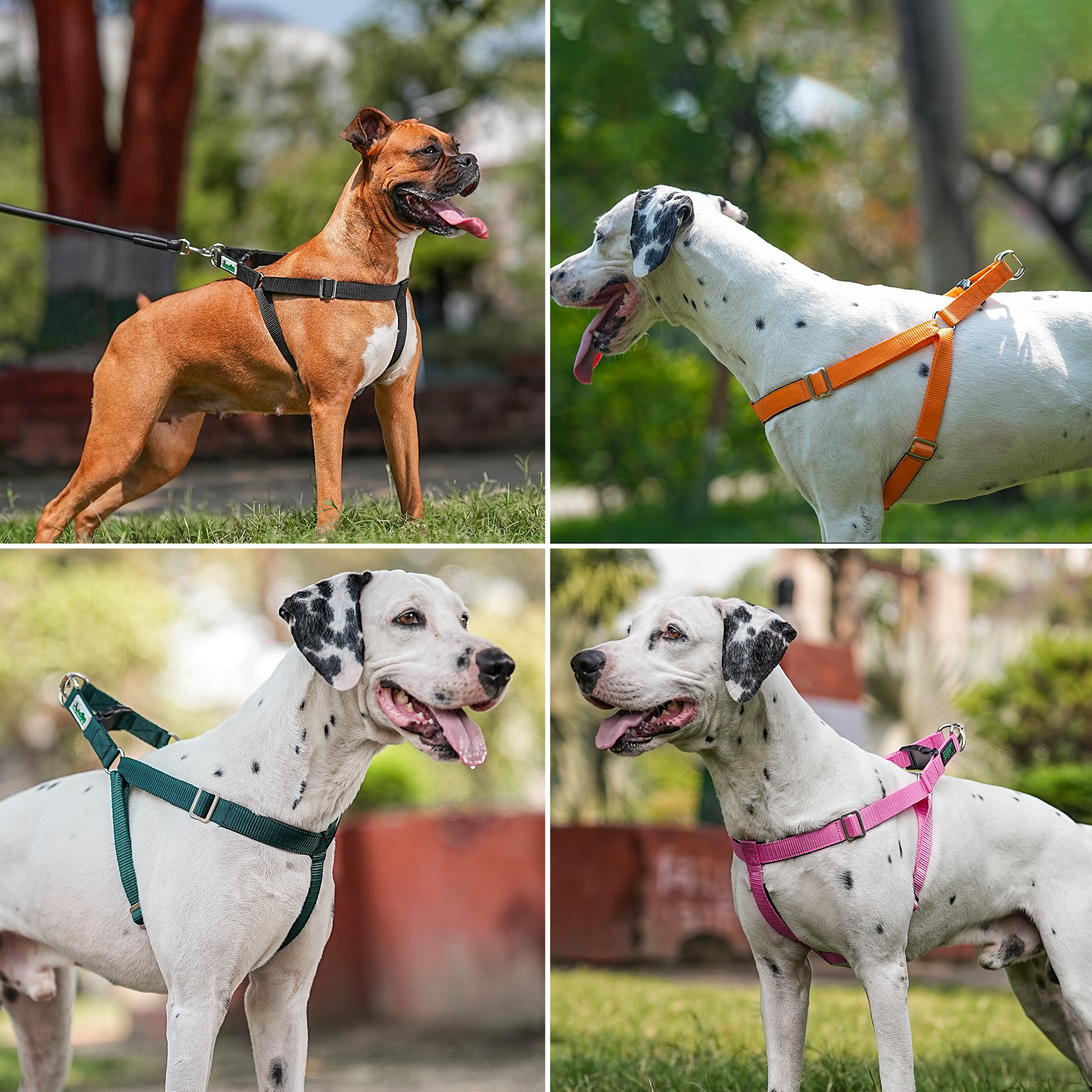 Adils H-shape harness for Walking Training Hiking & Outdoor Activities