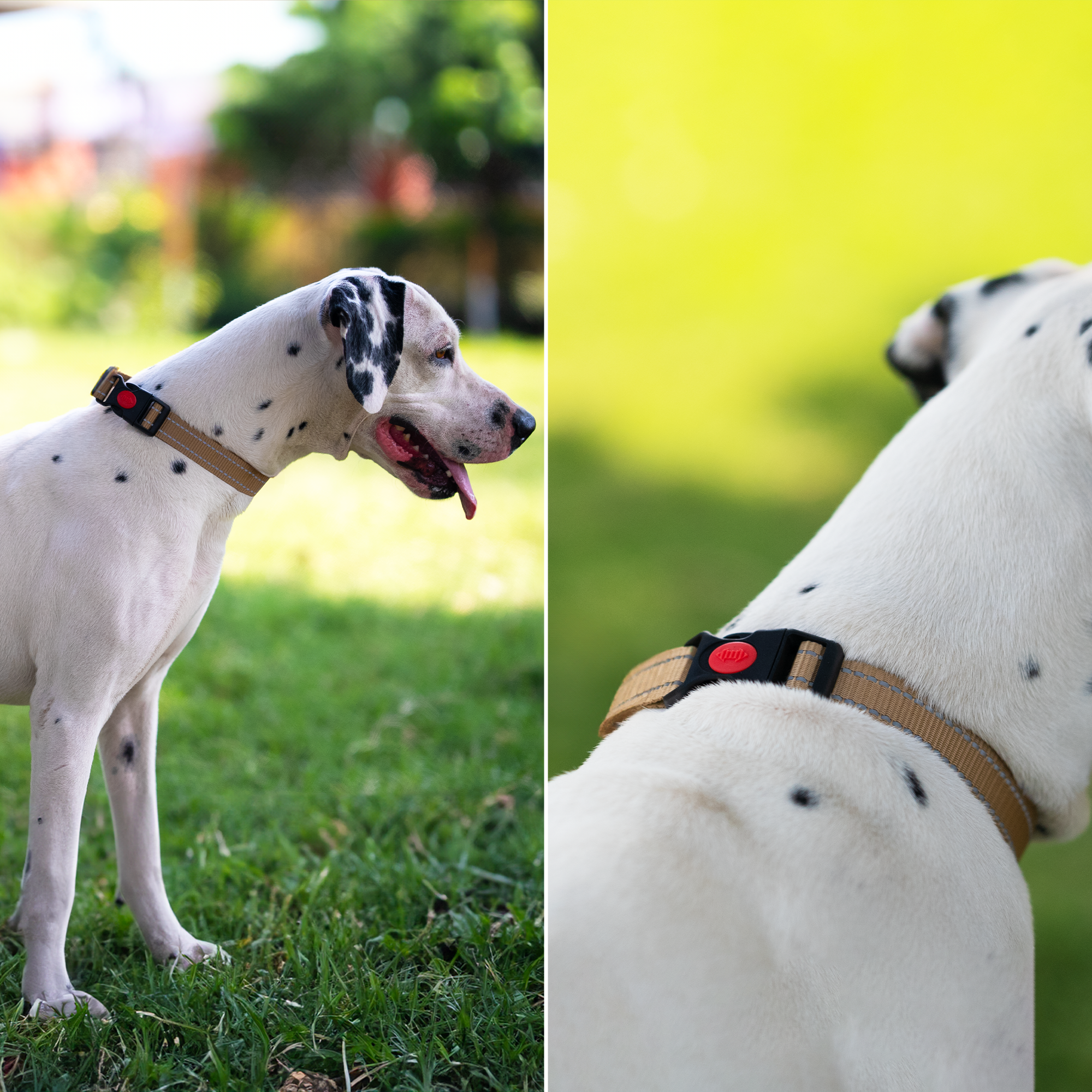 Adil’S Nylon Reflective Dog Collar with Quick Release Strong Plastic Lock Buckle – Suitable for Small, Medium & Large Dogs