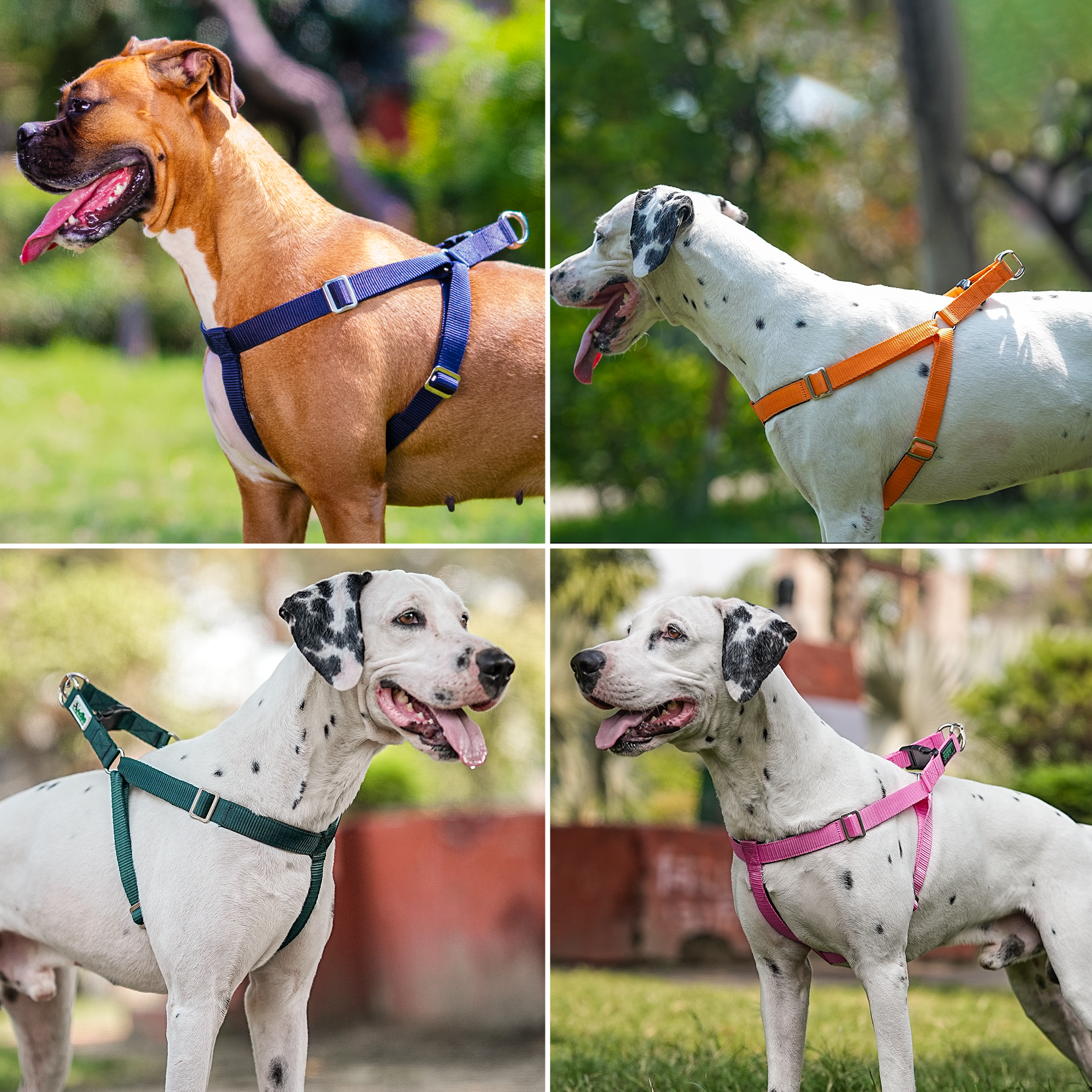 Adils H-shape harness for Walking Training Hiking & Outdoor Activities