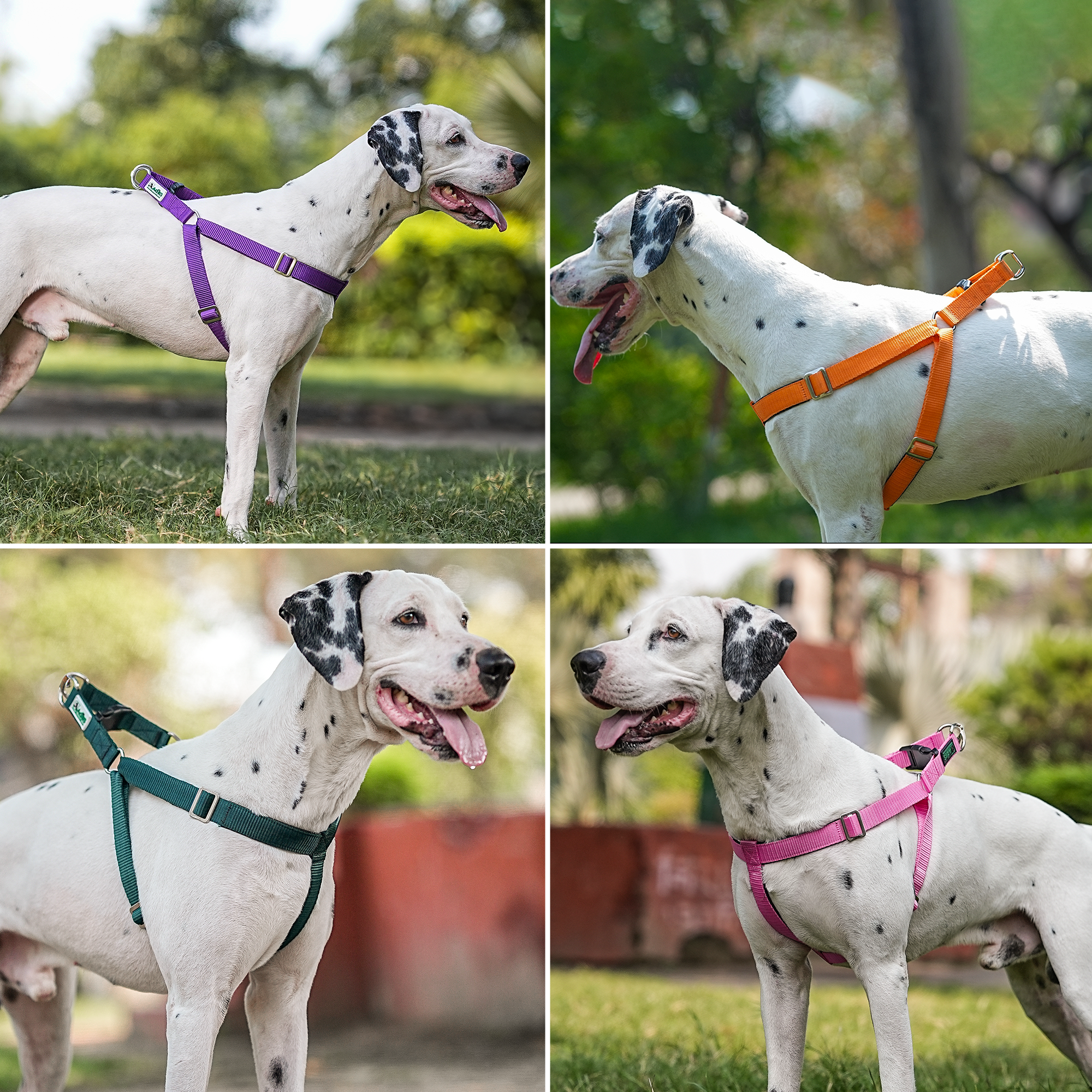 Adils H-shape harness for Walking Training Hiking & Outdoor Activities