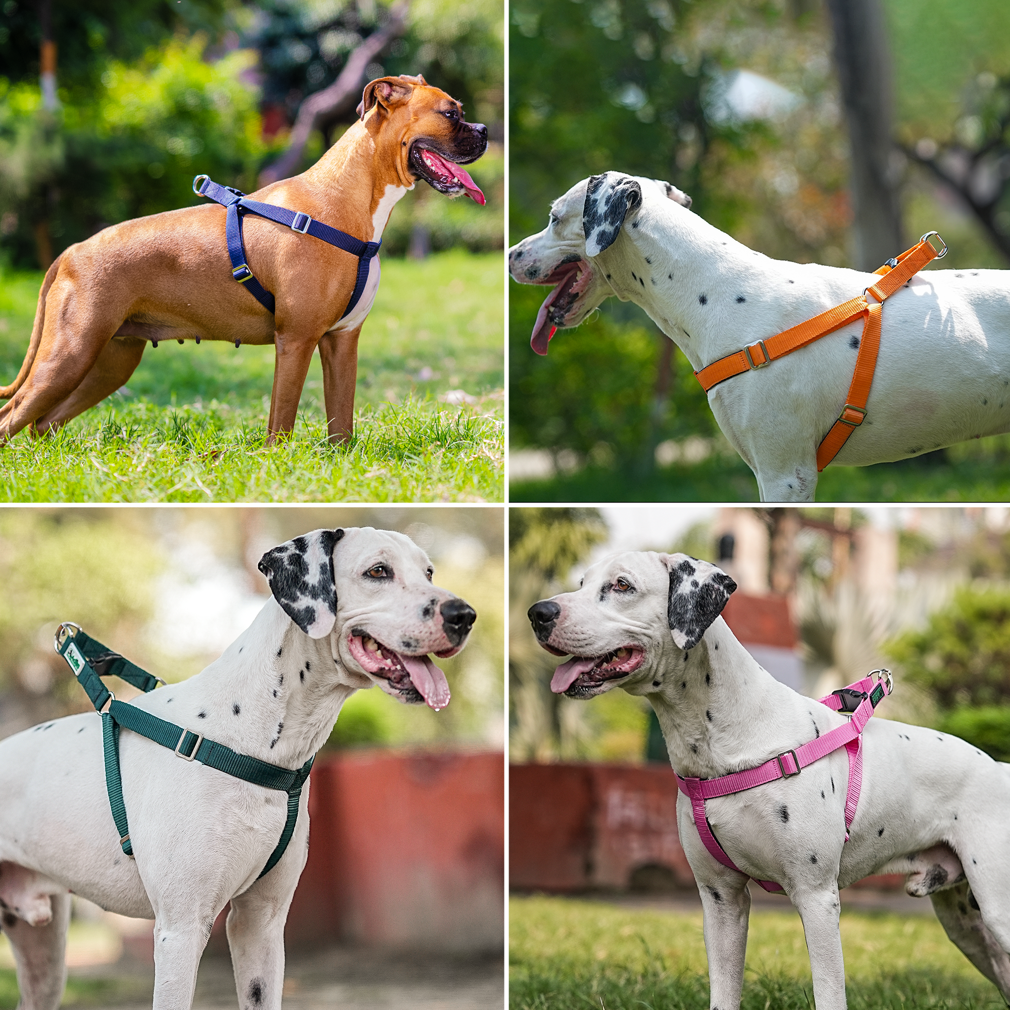 Adils H-shape harness for Walking Training Hiking & Outdoor Activities