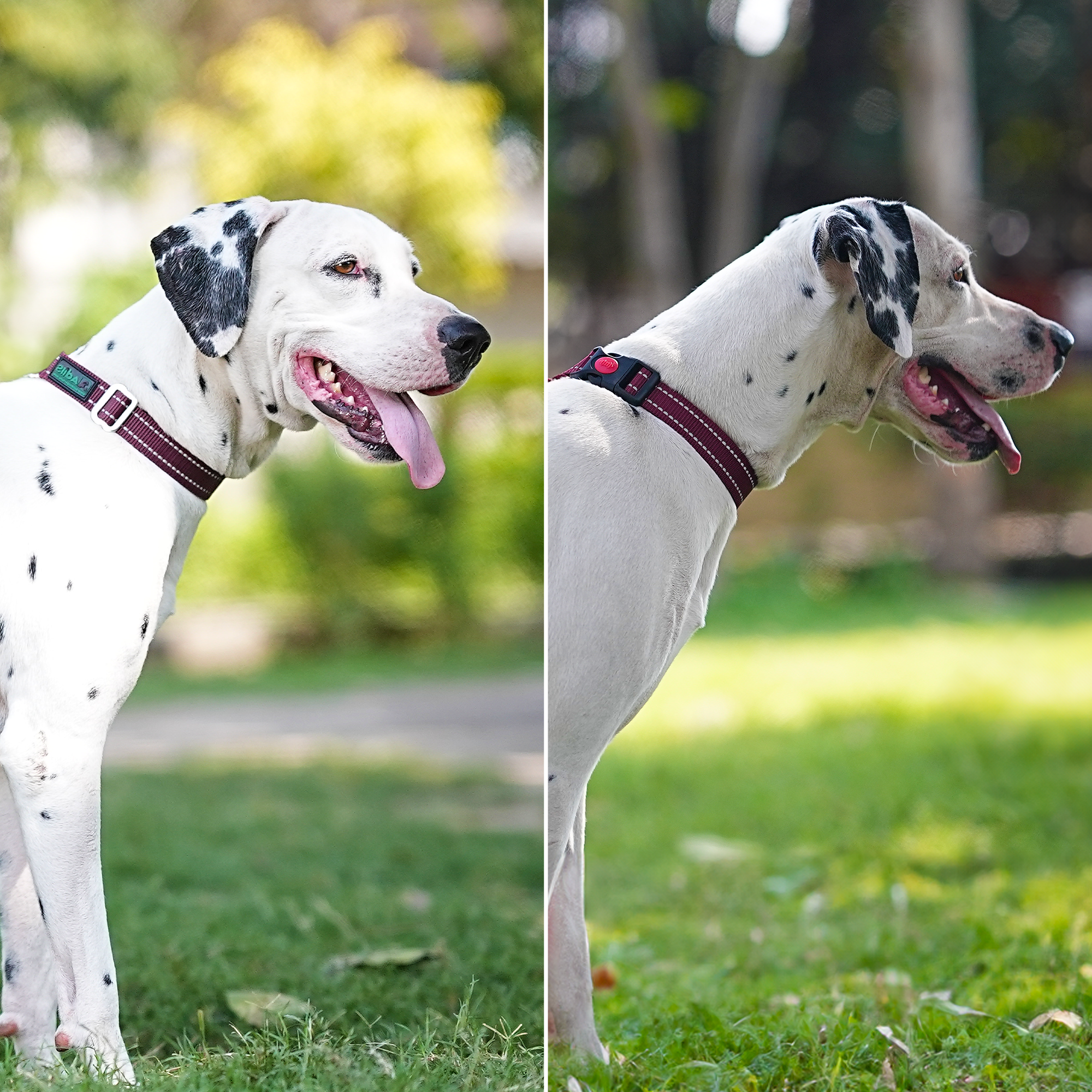 Adil’S Nylon Reflective Dog Collar with Quick Release Strong Plastic Lock Buckle – Suitable for Small, Medium & Large Dogs