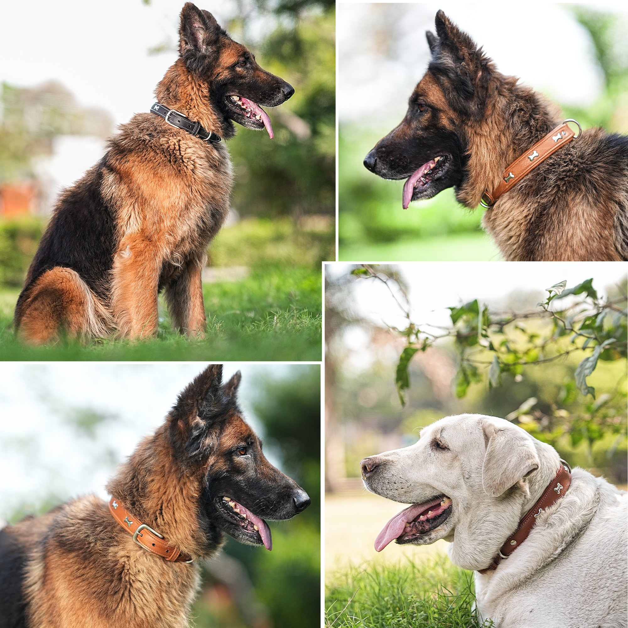 Adil's Metal Bone Studded Soft Leather Dog Collar - 1-Inch Adjustable with Strong Metal Buckle & D-Ring