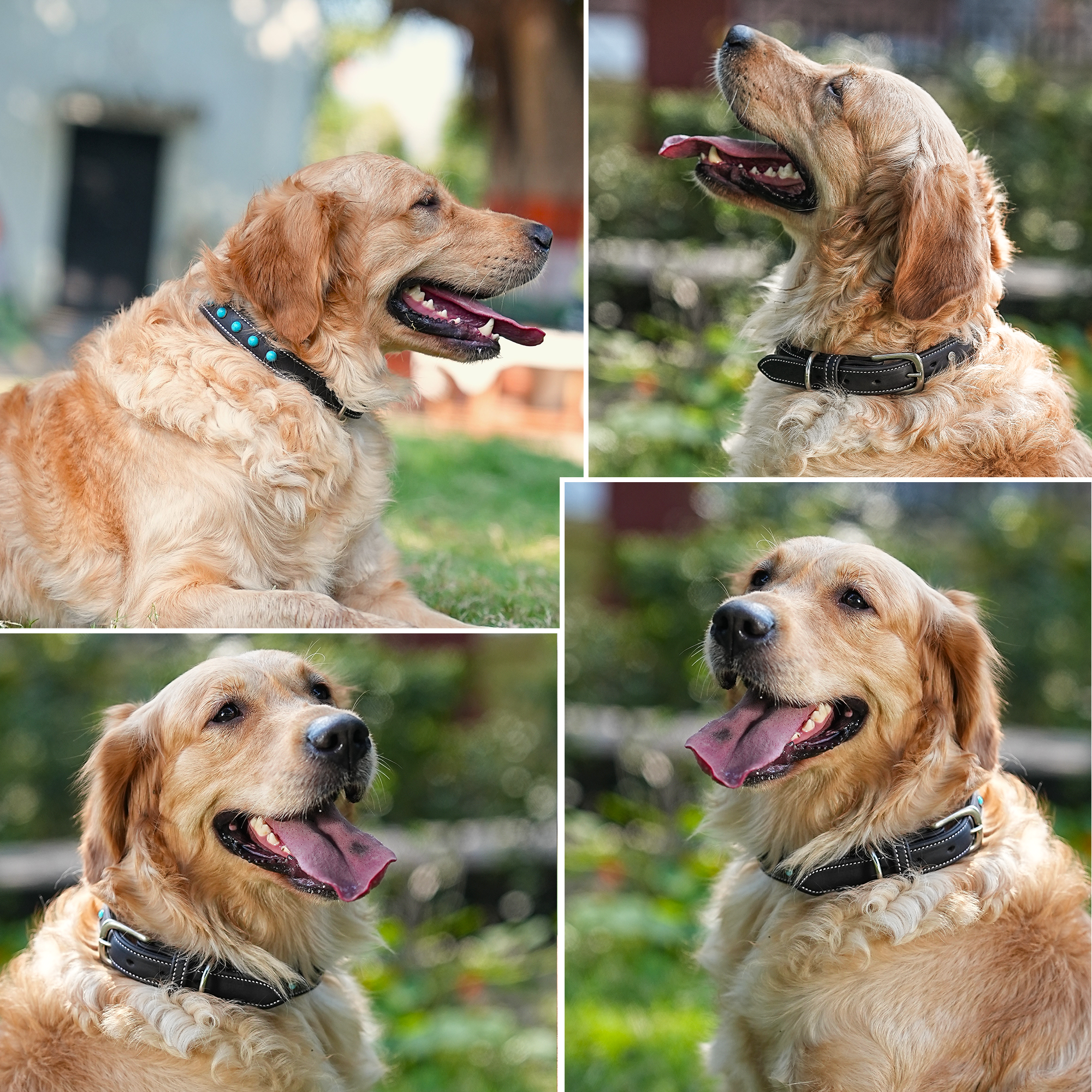 Adil's Blue Studded Softy Leather Dog Collar – 1-Inch Width, for Small to Large Dogs, with Metal Buckle and D-Ring.