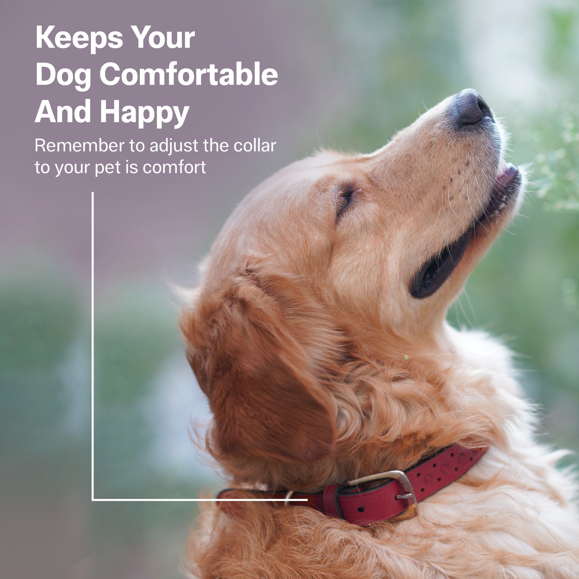 Adil’S Hand-Tooled Leather Dog Collar 1 Inch Width, Adjustable Sizes, Soft Padded Comfort with D-Ring & Sturdy Metal Buckle - Ideal for Small to Large Dogs