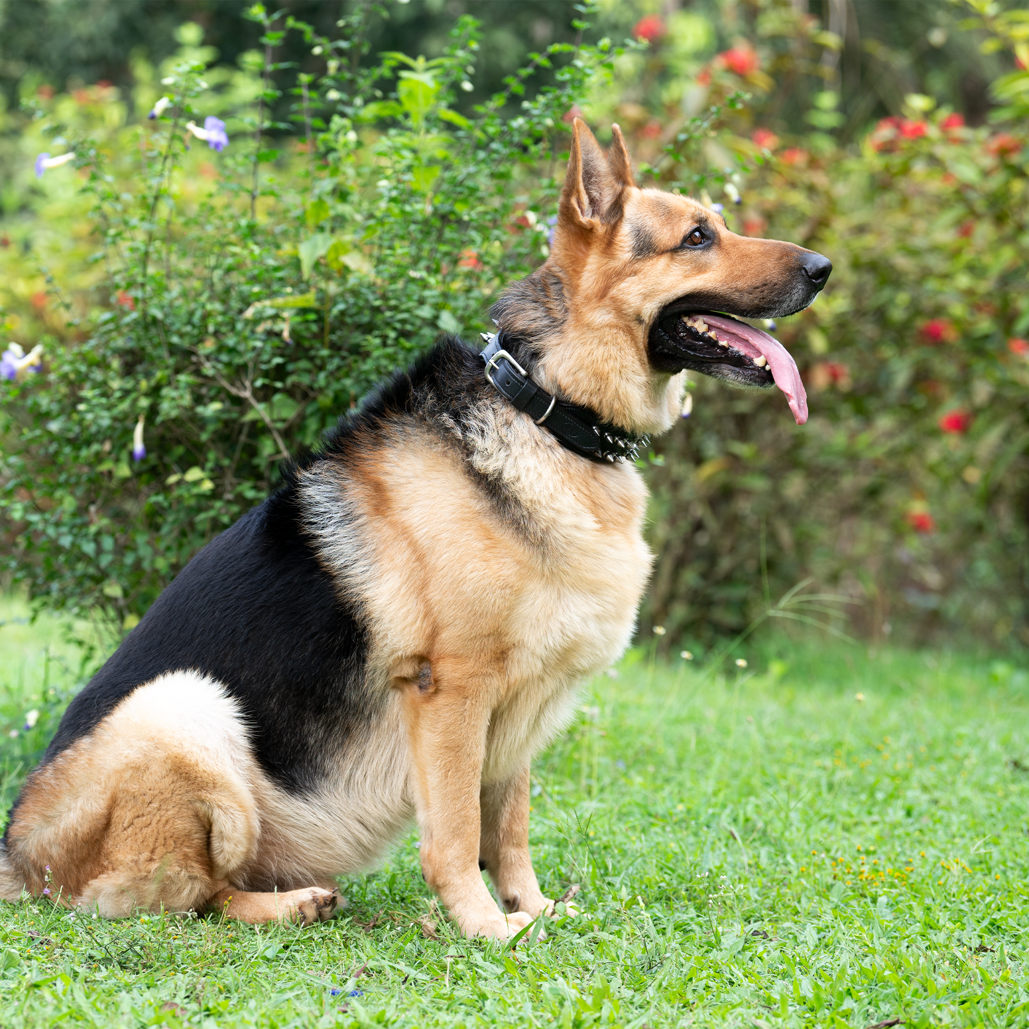 ADIL's Adjustable Spike Studded Dog Collars, Durable Leather Spike Pet Collars For Small Medium & Large Breeds, Strong Metal D-Right & Buckle 1.5 cm