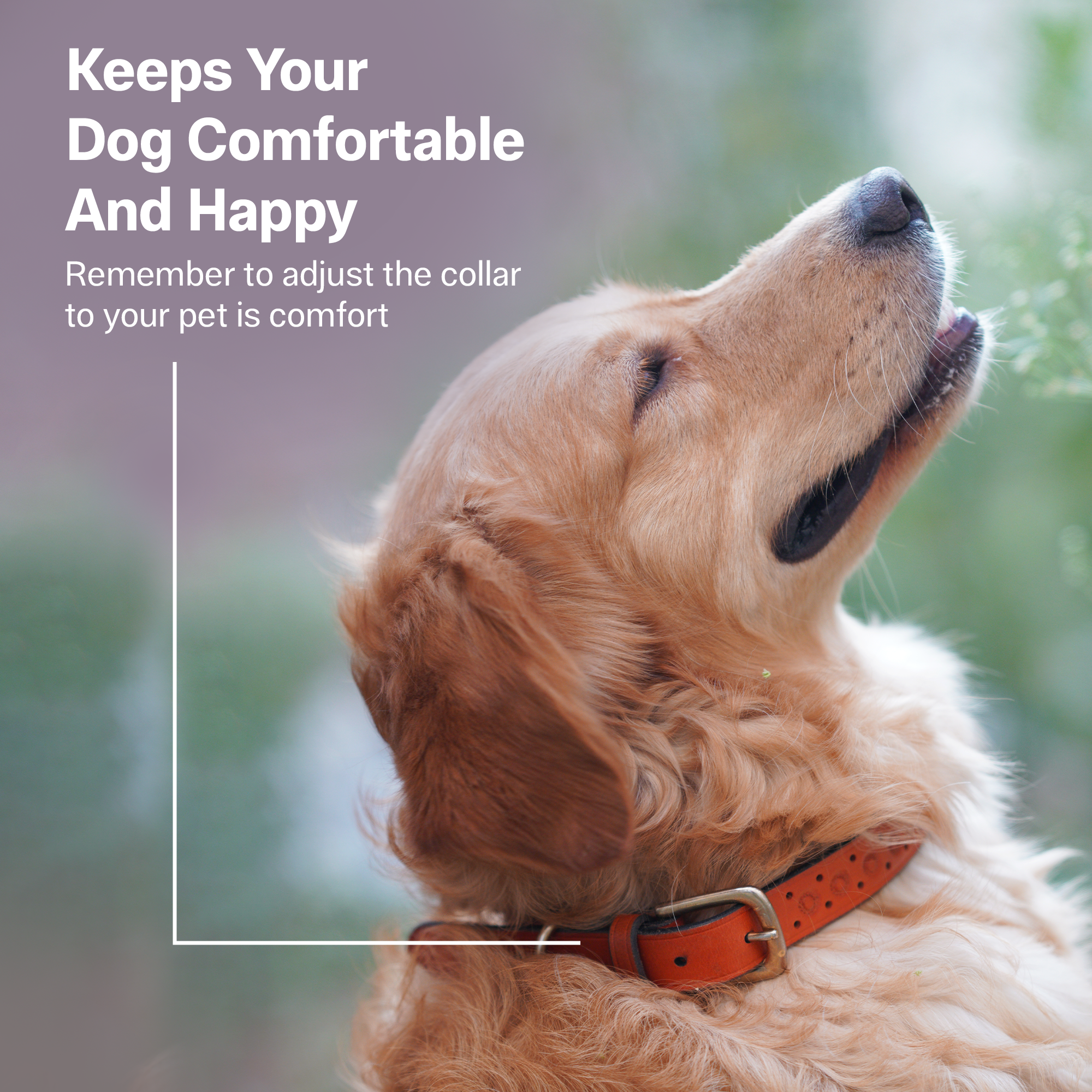 Adil’S Hand-Tooled Leather Dog Collar 1 Inch Width, Adjustable Sizes, Soft Padded Comfort with D-Ring & Sturdy Metal Buckle - Ideal for Small to Large Dogs