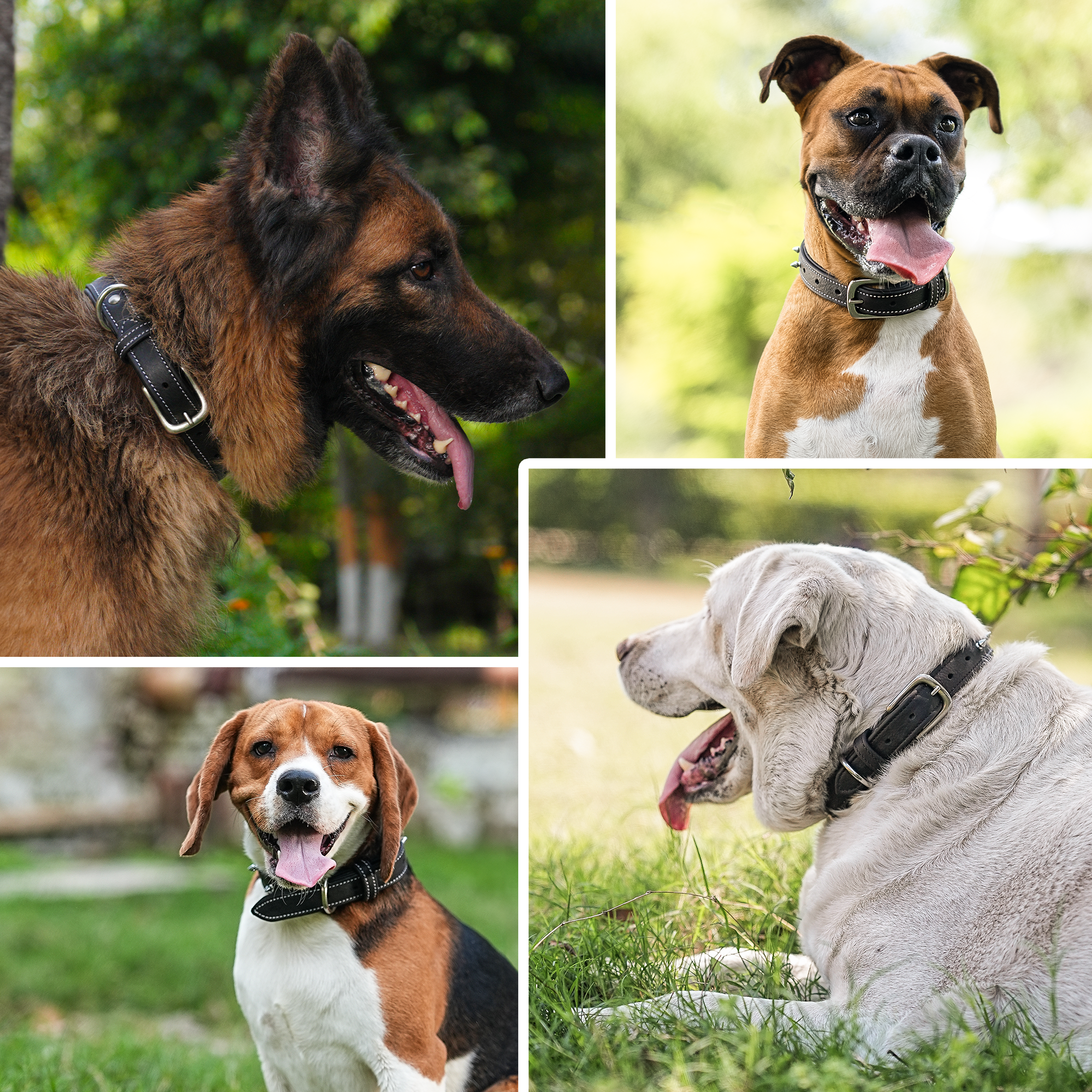 Adil's Spiked Softy Leather Dog Collar with Mushroom Rivet Studs - Adjustable for All Breeds, Metal Buckle & D-Ring