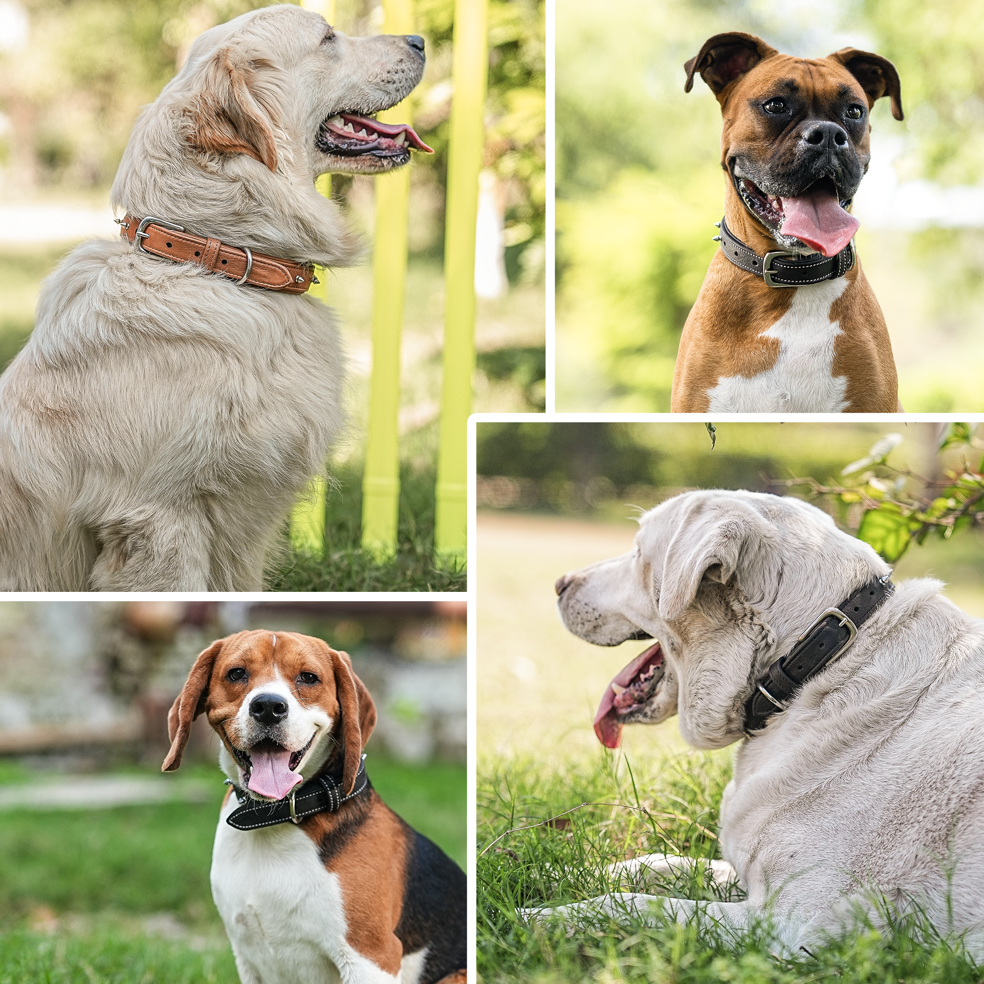 Adil's Spiked Softy Leather Dog Collar with Mushroom Rivet Studs - Adjustable for All Breeds, Metal Buckle & D-Ring