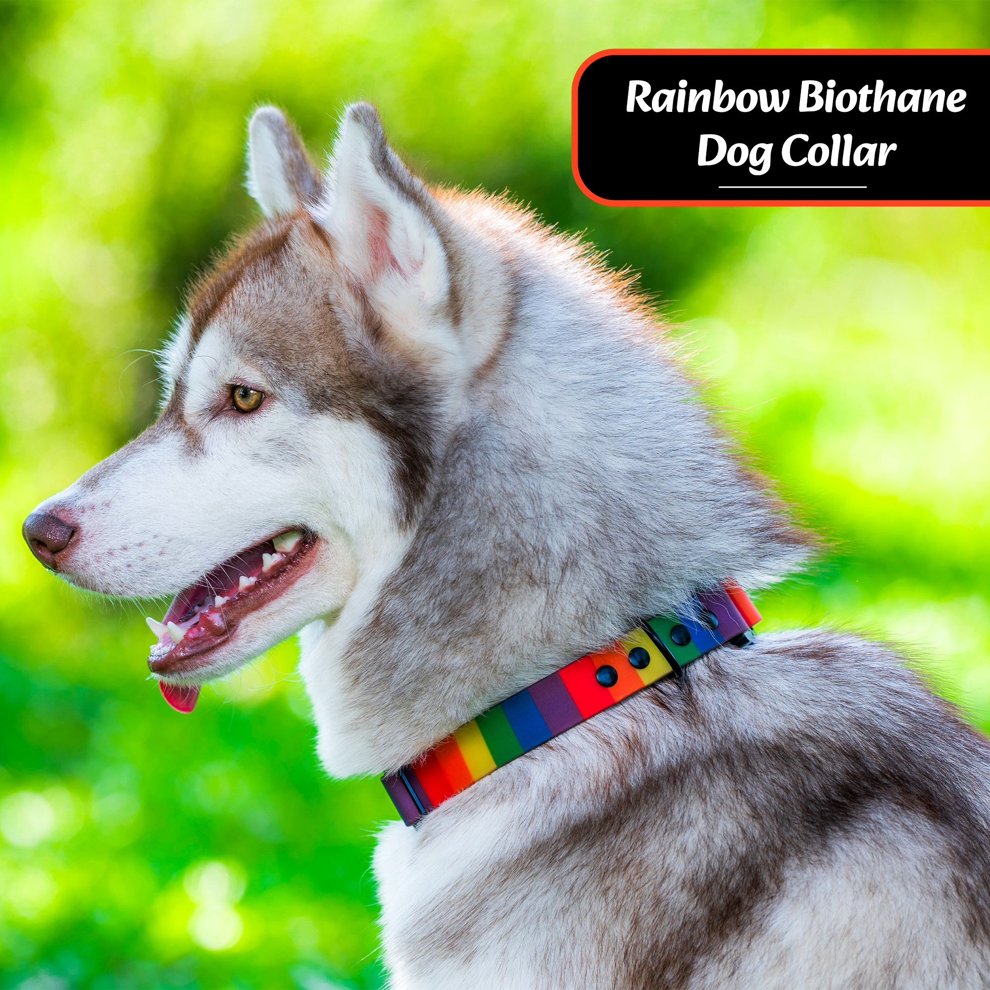 Adil’s Rainbow Biothane Dog Collar – Waterproof, Quick Release, Adjustable (M to L)