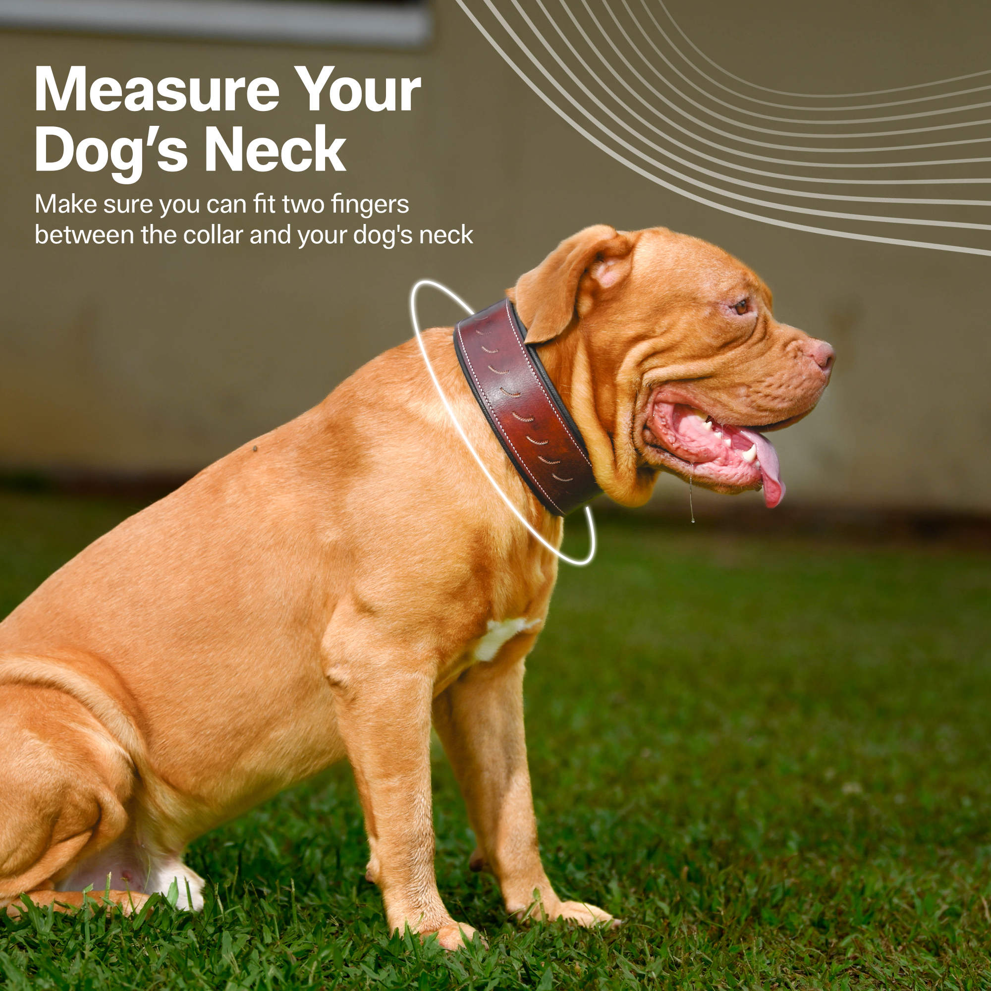 Adil's Leather Veiner Stumping Dog Collar | Heavy Duty Genuine Leather, Adjustable, 2.25 Inch Wide for Large Breeds