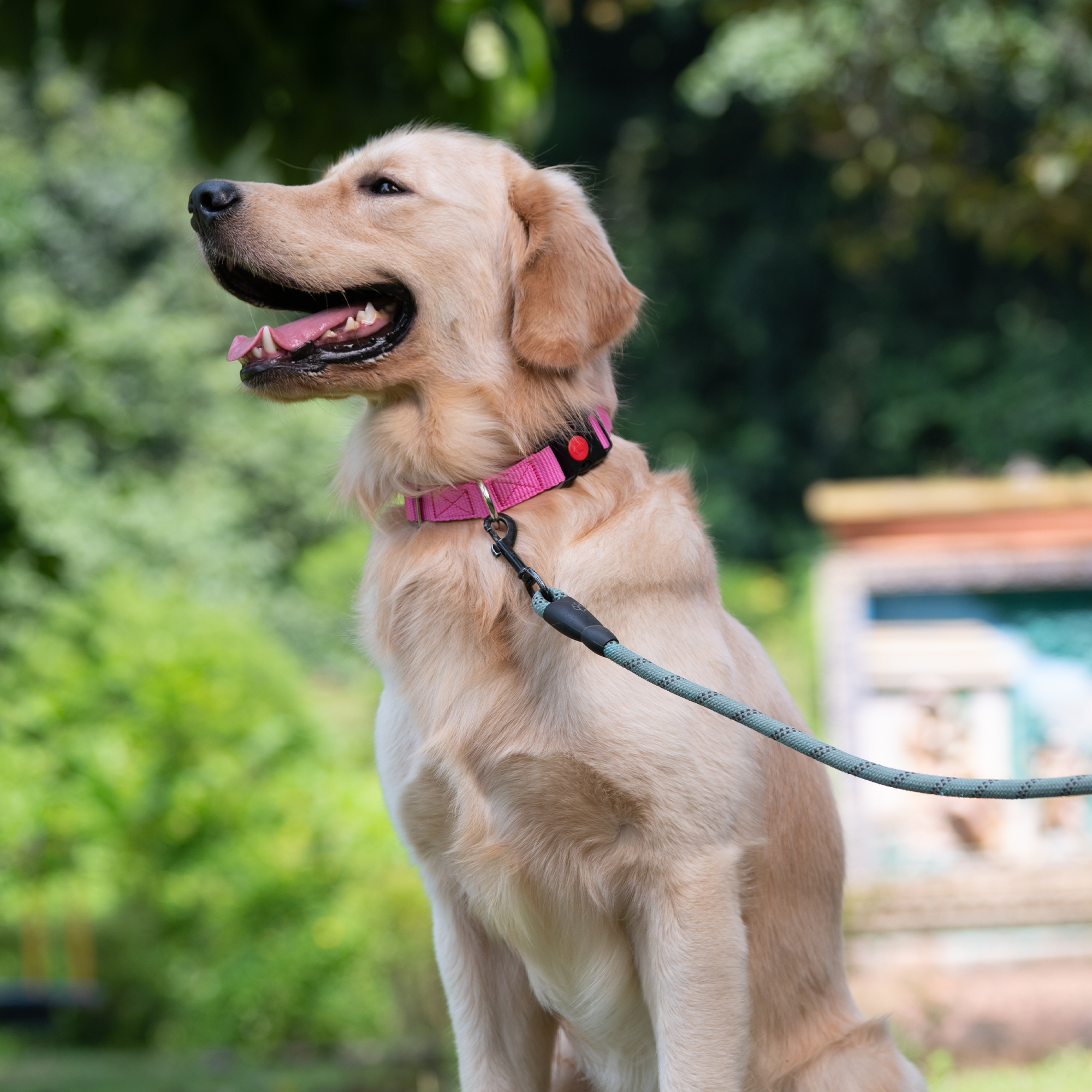 Adil's Nylon Dog Collar & Reflective Leash Set - Soft Padded, 5ft for All Breeds