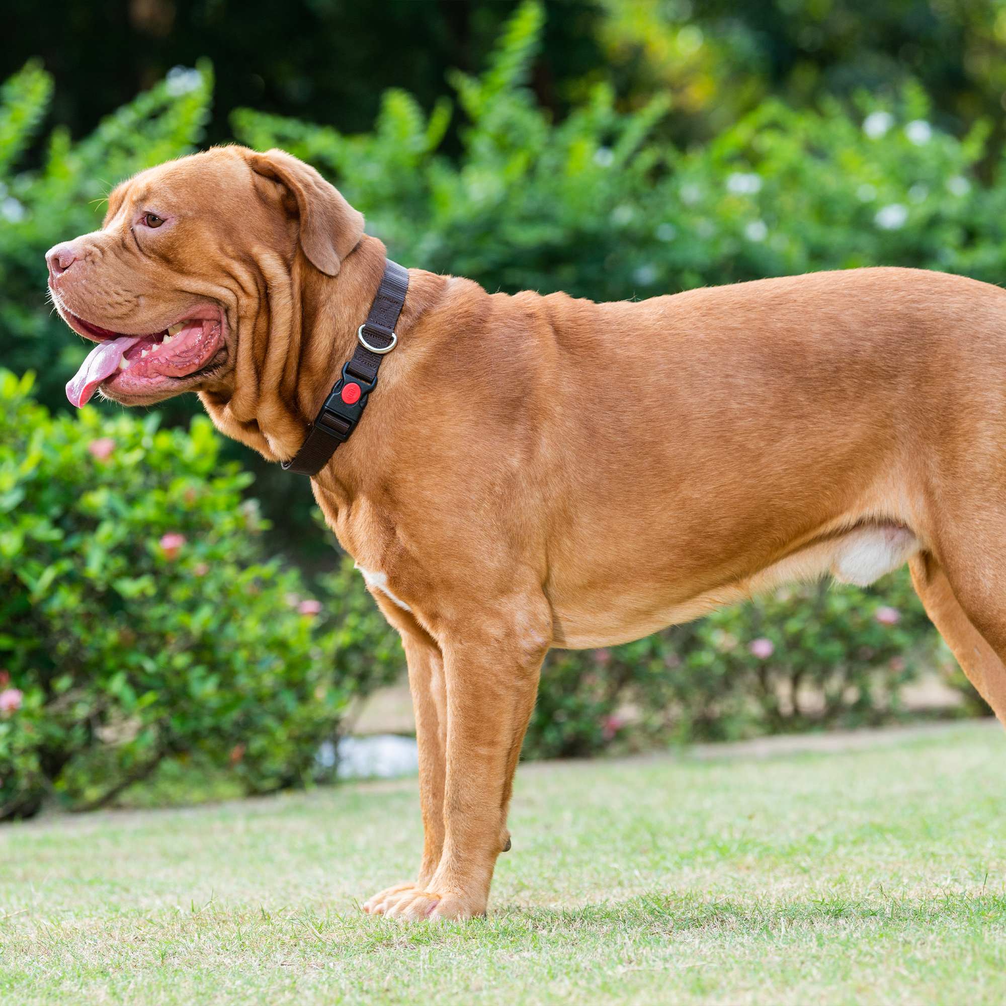 Adil's Nylon Dog Collar & Reflective Leash Set - Soft Padded, 5ft for All Breeds