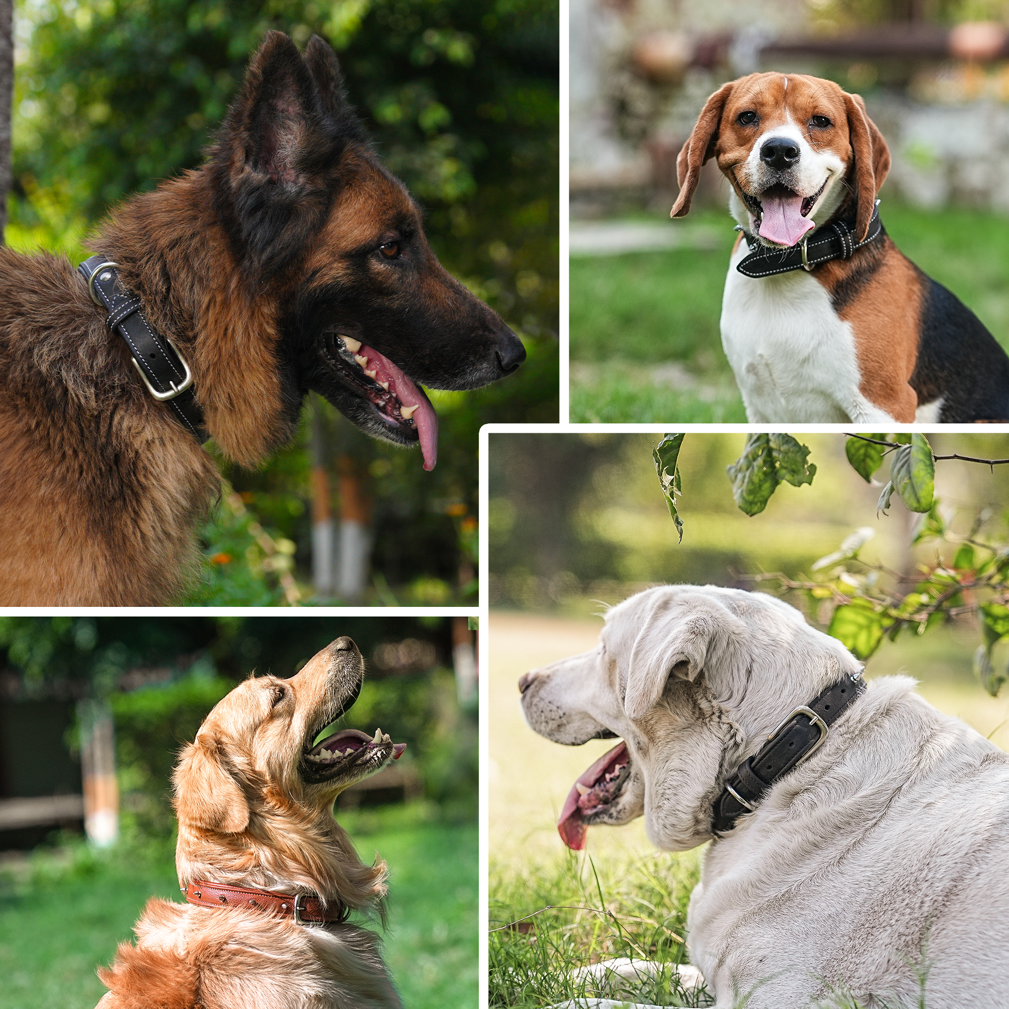 Adil's Spiked Softy Leather Dog Collar with Mushroom Rivet Studs - Adjustable for All Breeds, Metal Buckle & D-Ring