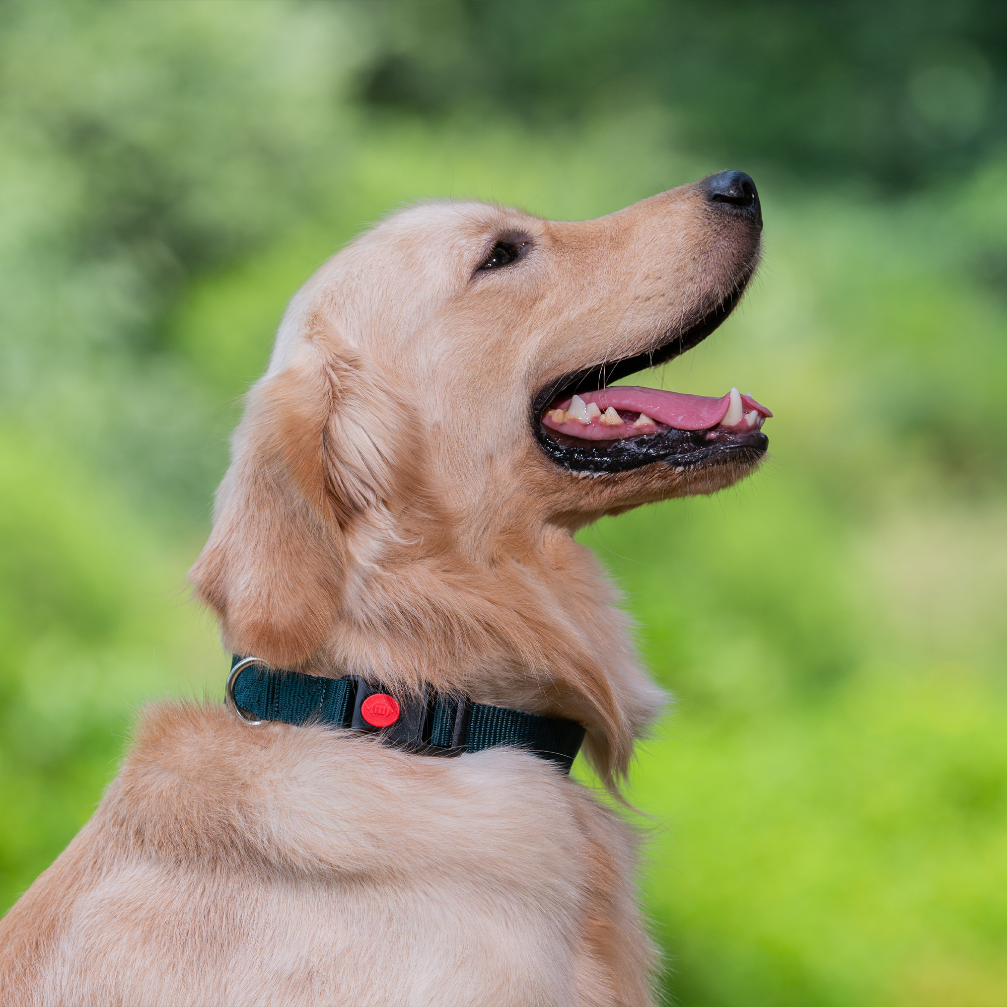 Adil's Nylon Dog Collar & Reflective Leash Set - Soft Padded, 5ft for All Breeds