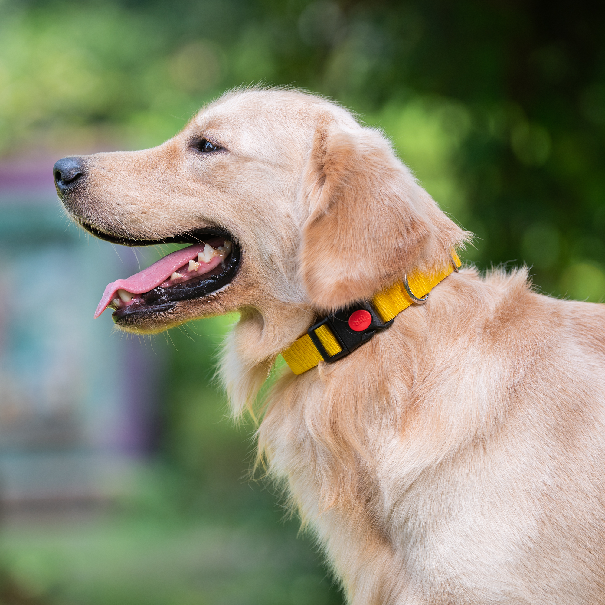 Adil's Nylon Dog Collar & Reflective Leash Set - Soft Padded, 5ft for All Breeds