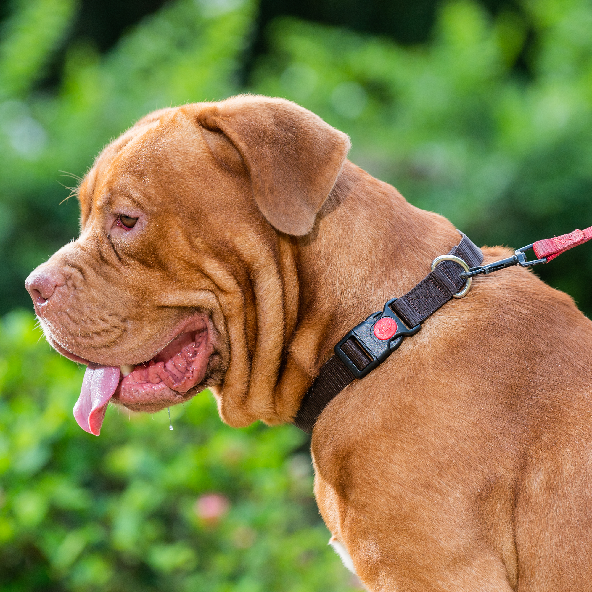 Adil's Nylon Dog Collar & Reflective Leash Set - Soft Padded, 5ft for All Breeds