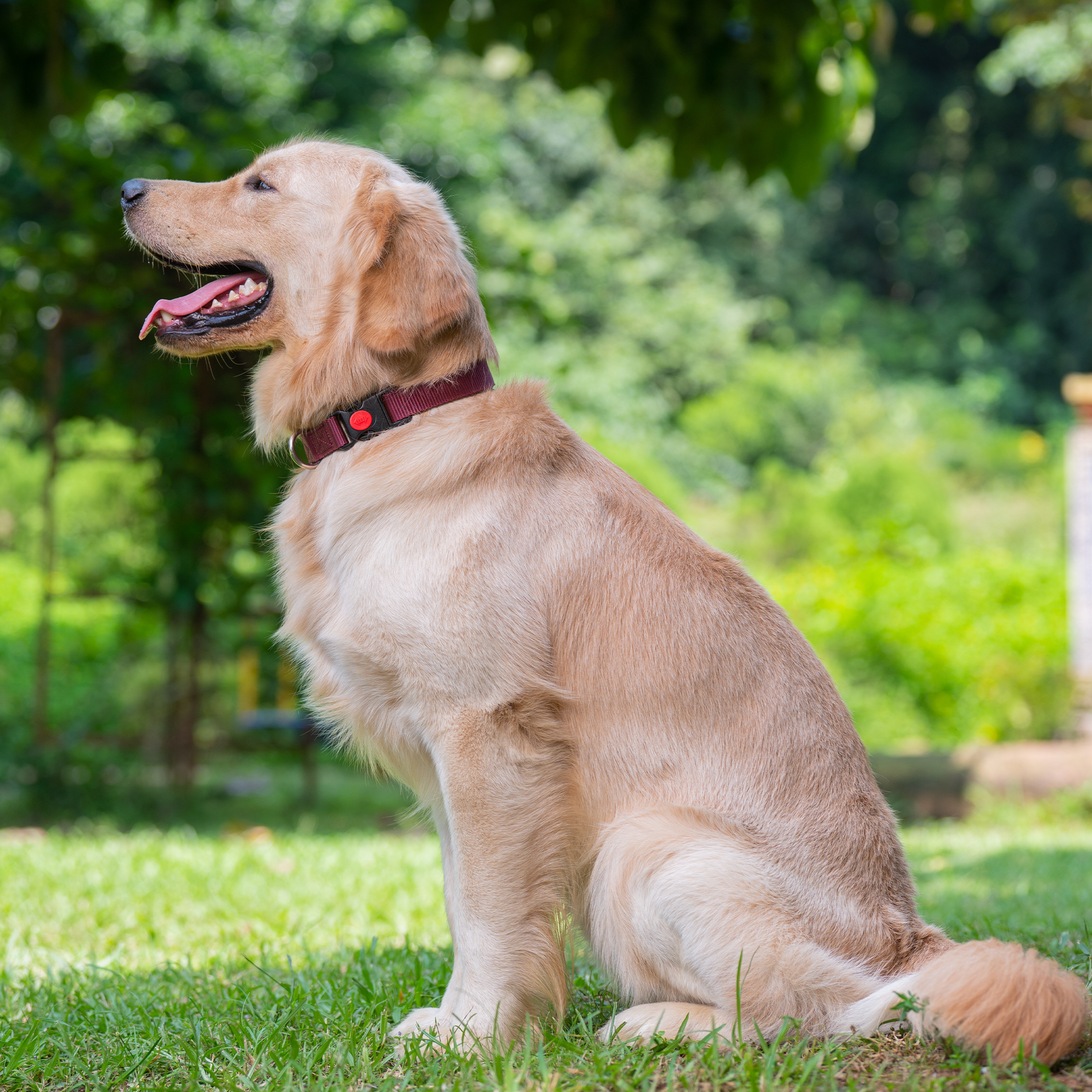 Adil's Nylon Dog Collar & Reflective Leash Set - Soft Padded, 5ft for All Breeds