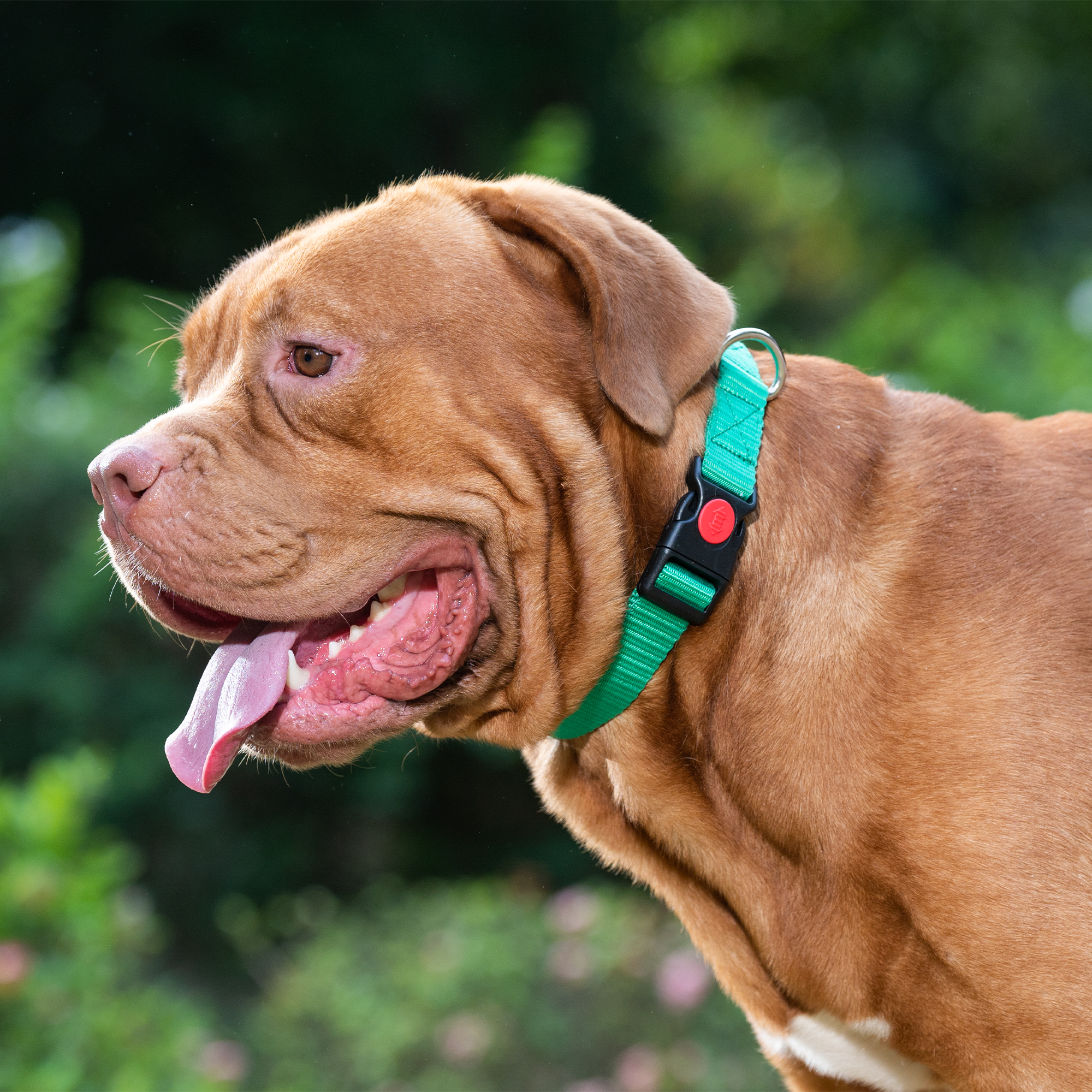 Adil's Nylon Dog Collar & Reflective Leash Set - Soft Padded, 5ft for All Breeds