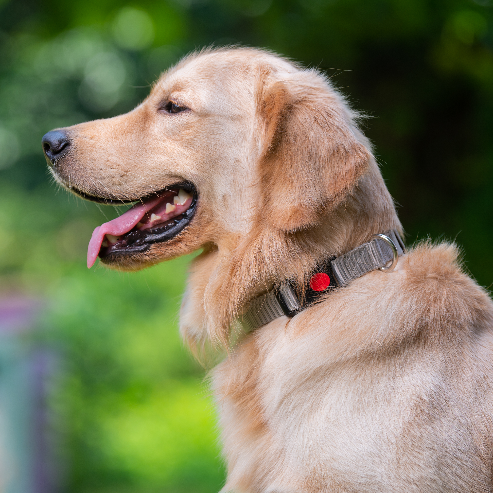 Adil's Nylon Dog Collar & Reflective Leash Set - Soft Padded, 5ft for All Breeds