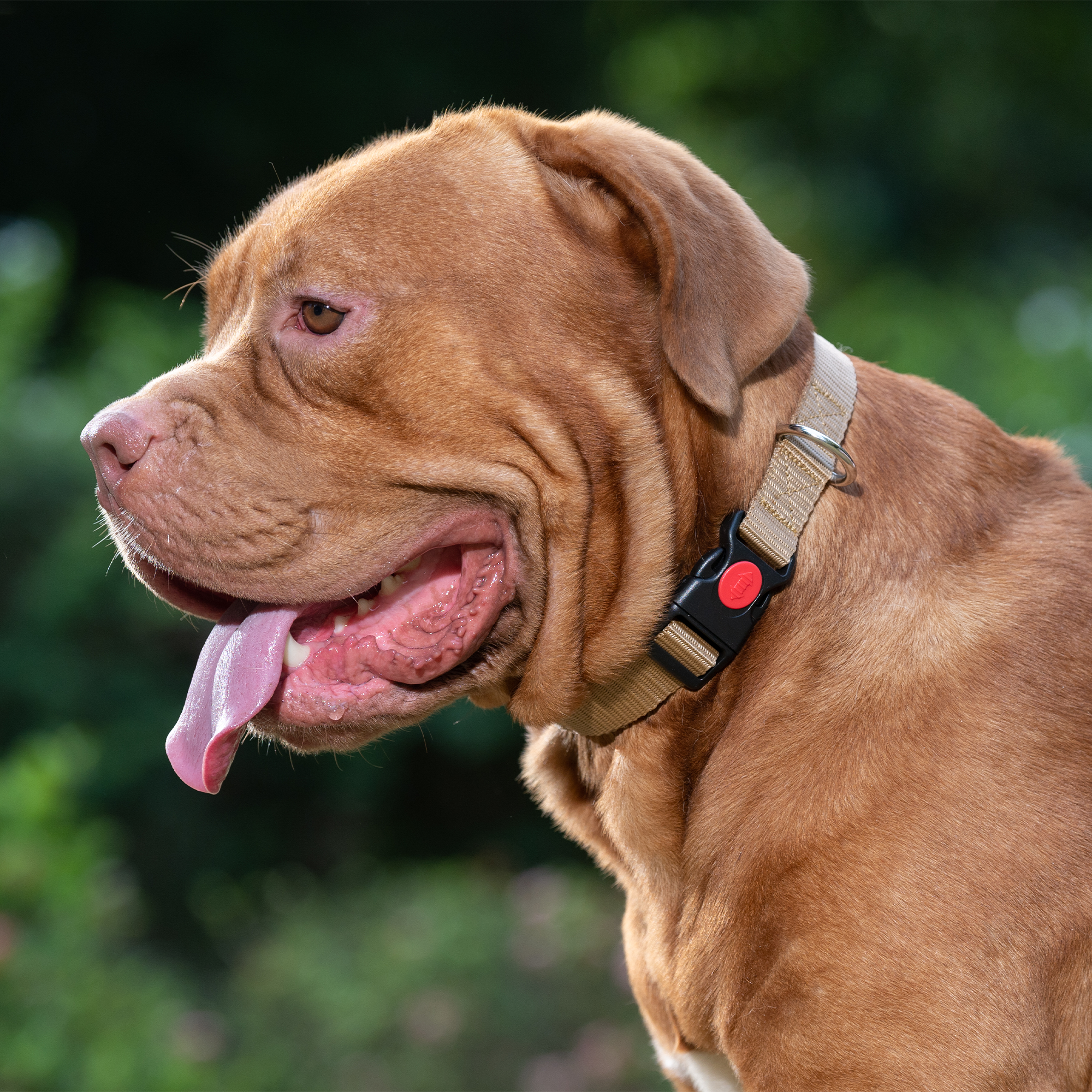 Adil's Nylon Dog Collar & Reflective Leash Set - Soft Padded, 5ft for All Breeds