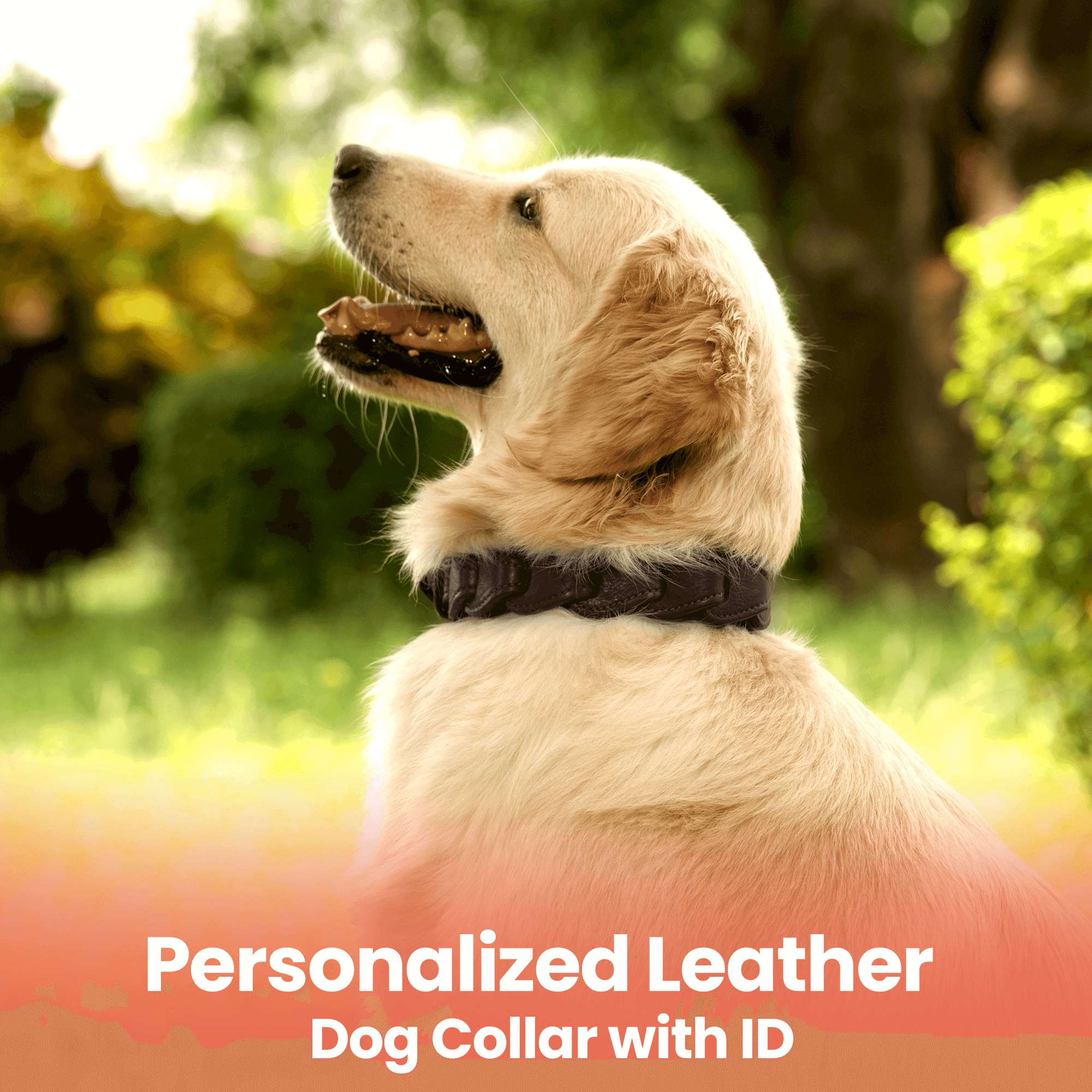 Adil's Leather Personalized Dog Collar (Softy Leather) – 1.5 Inch Wide