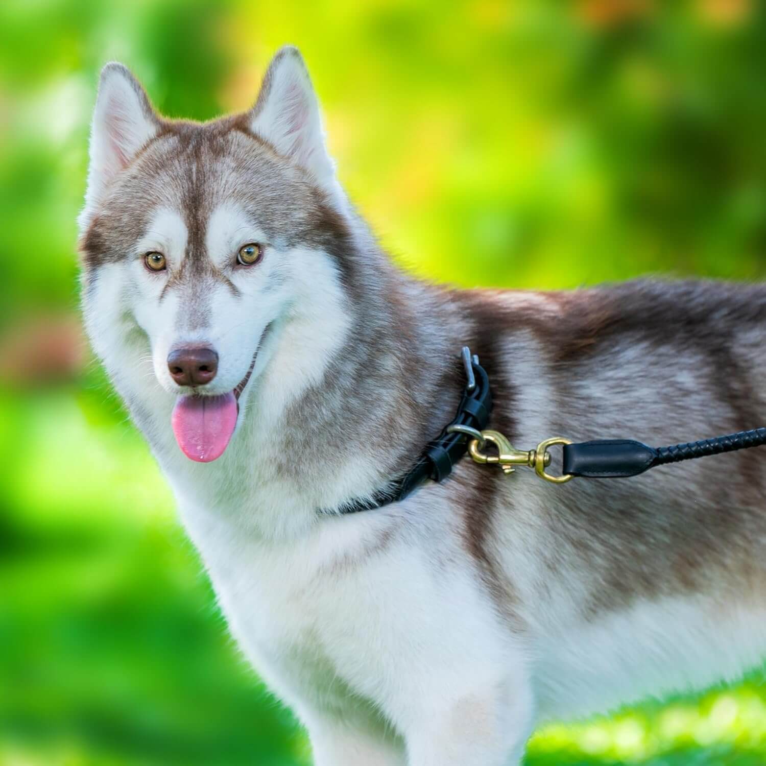 Braided Rolled Drum Dyed (DD) Leather Dog Collar & Leash