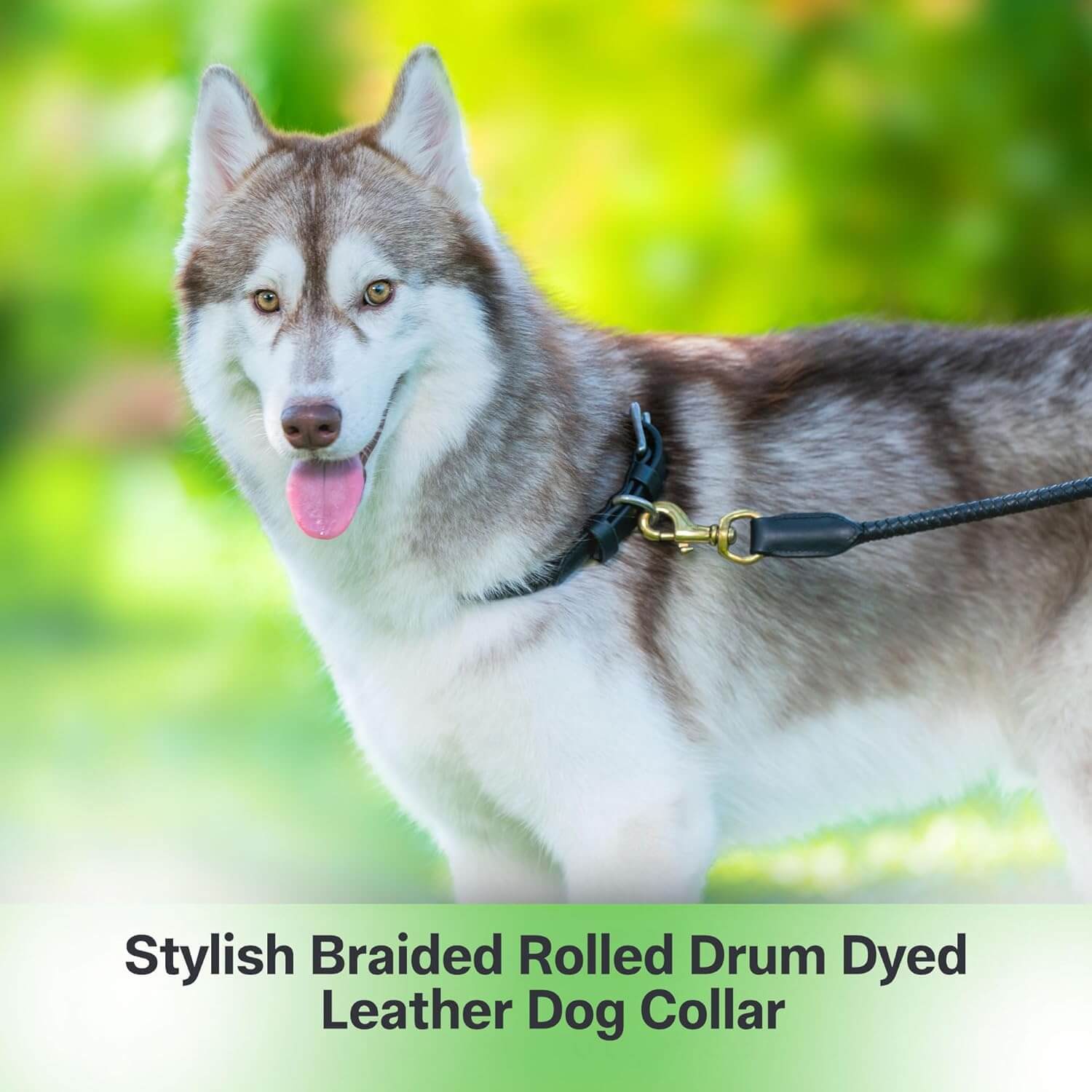 Braided Rolled Drum Dyed (DD) Leather Dog Collar