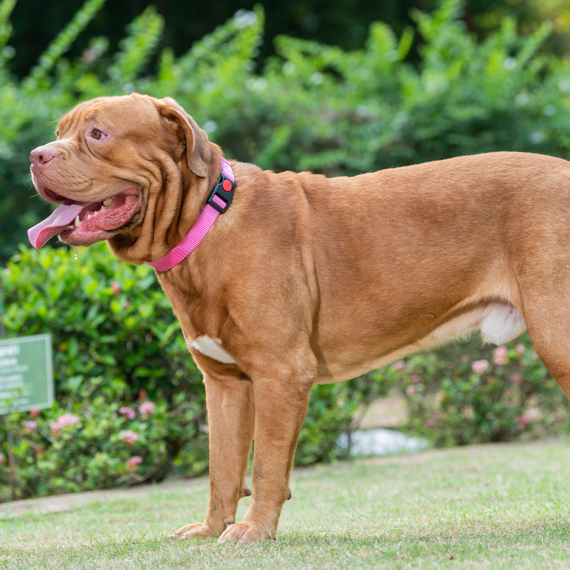 Adil's Nylon Dog Collar & Reflective Leash Set - Soft Padded, 5ft for All Breeds