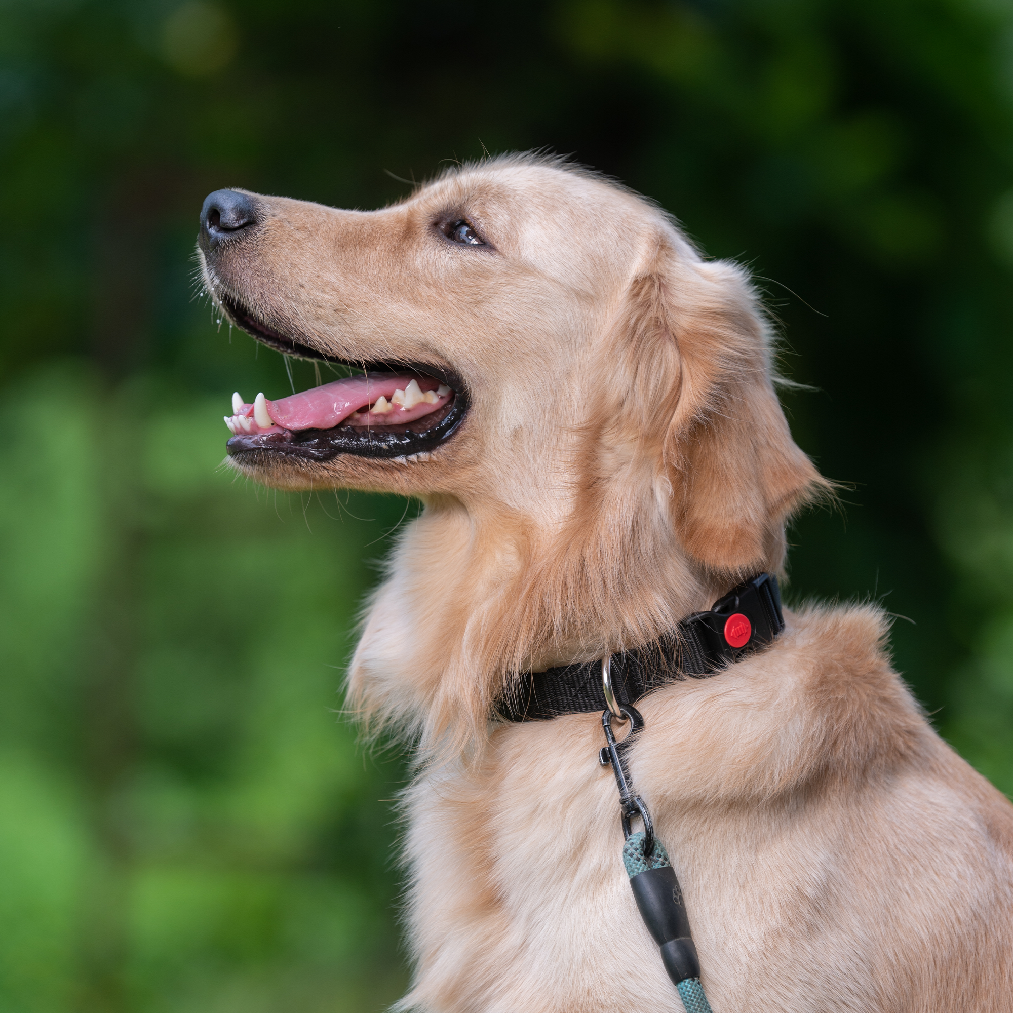 Adil's Nylon Dog Collar & Reflective Leash Set - Soft Padded, 5ft for All Breeds