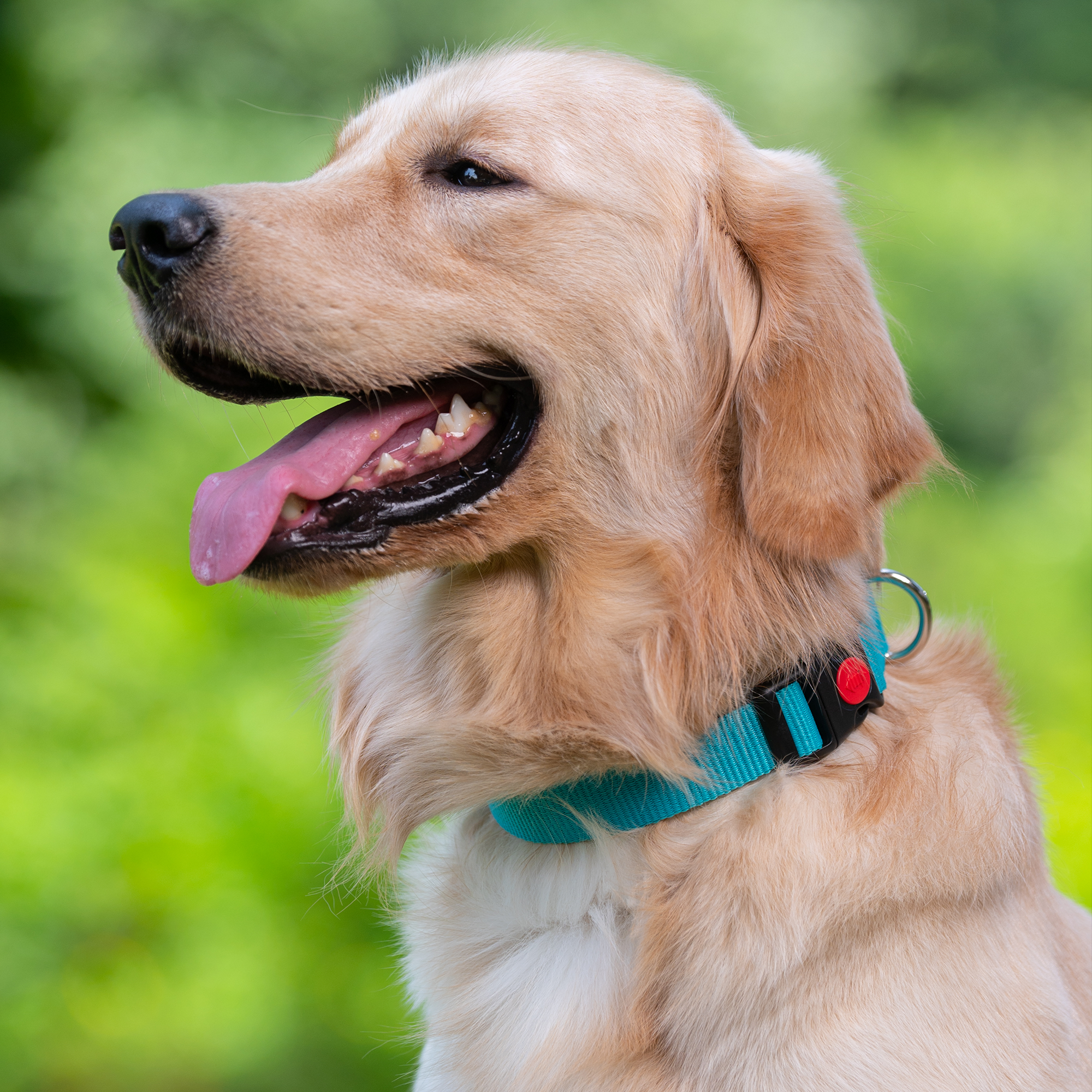 Adil's Nylon Dog Collar & Reflective Leash Set - Soft Padded, 5ft for All Breeds