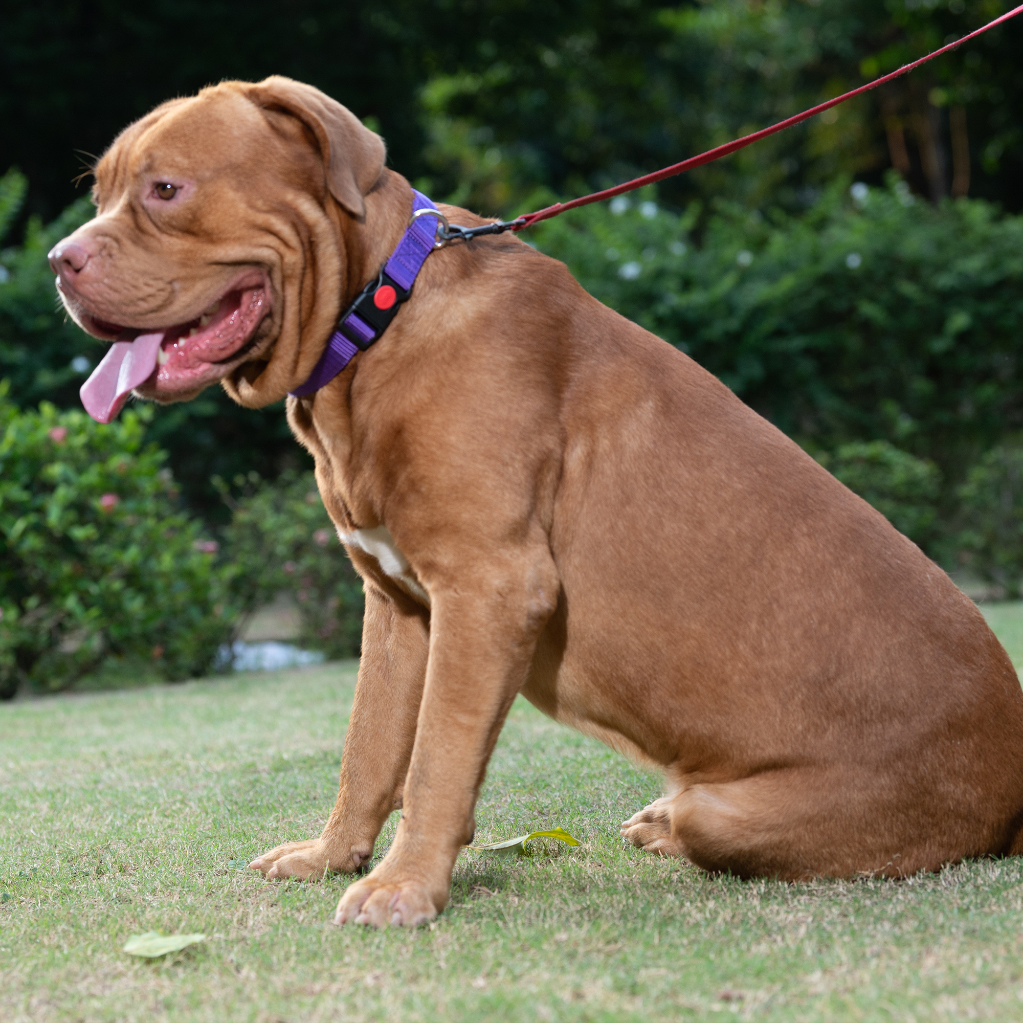 Adil's Nylon Dog Collar & Reflective Leash Set - Soft Padded, 5ft for All Breeds