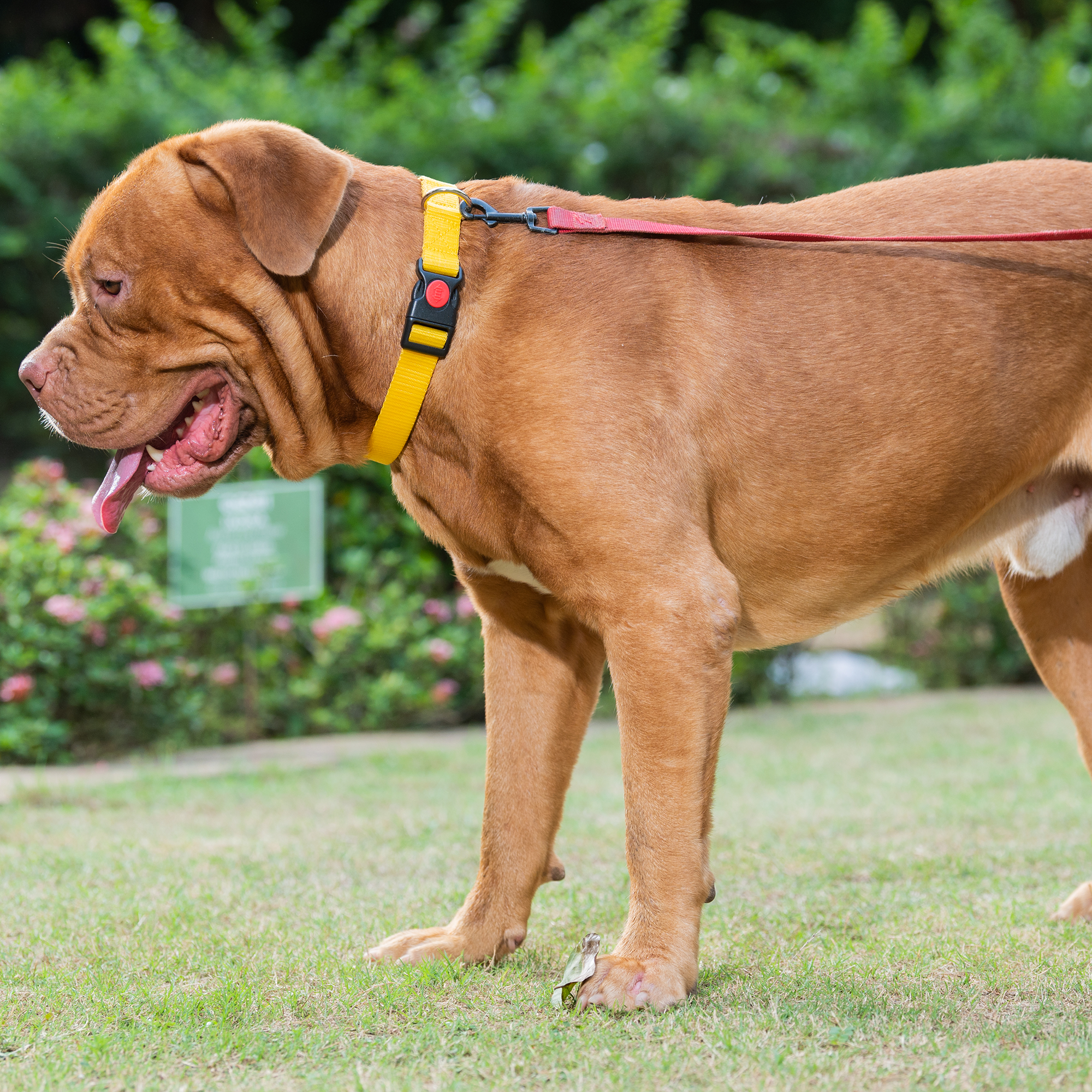 adils nylon push clip dog collar 