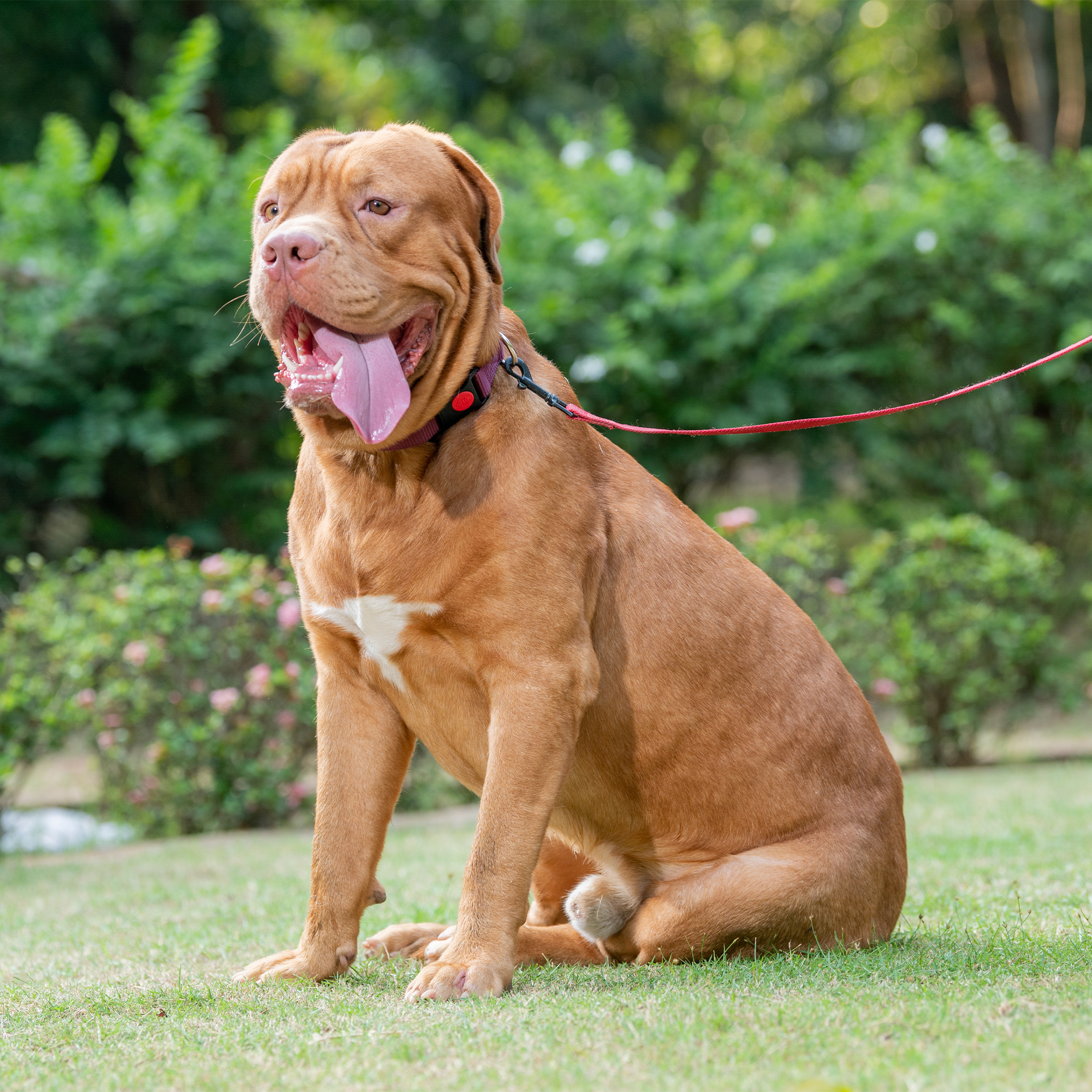 Adil's Nylon Dog Collar & Reflective Leash Set - Soft Padded, 5ft for All Breeds