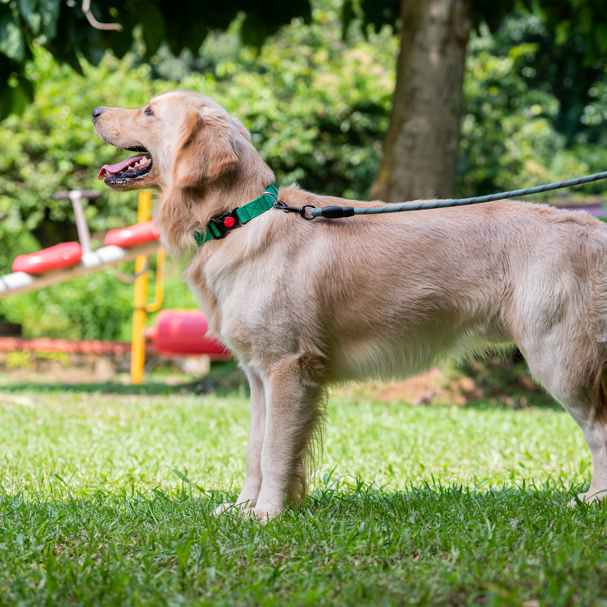 Adil's Nylon Dog Collar & Reflective Leash Set - Soft Padded, 5ft for All Breeds