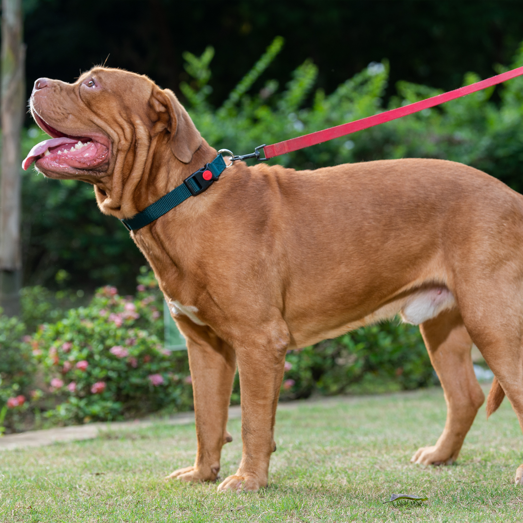 Adil's Nylon Dog Collar & Reflective Leash Set - Soft Padded, 5ft for All Breeds