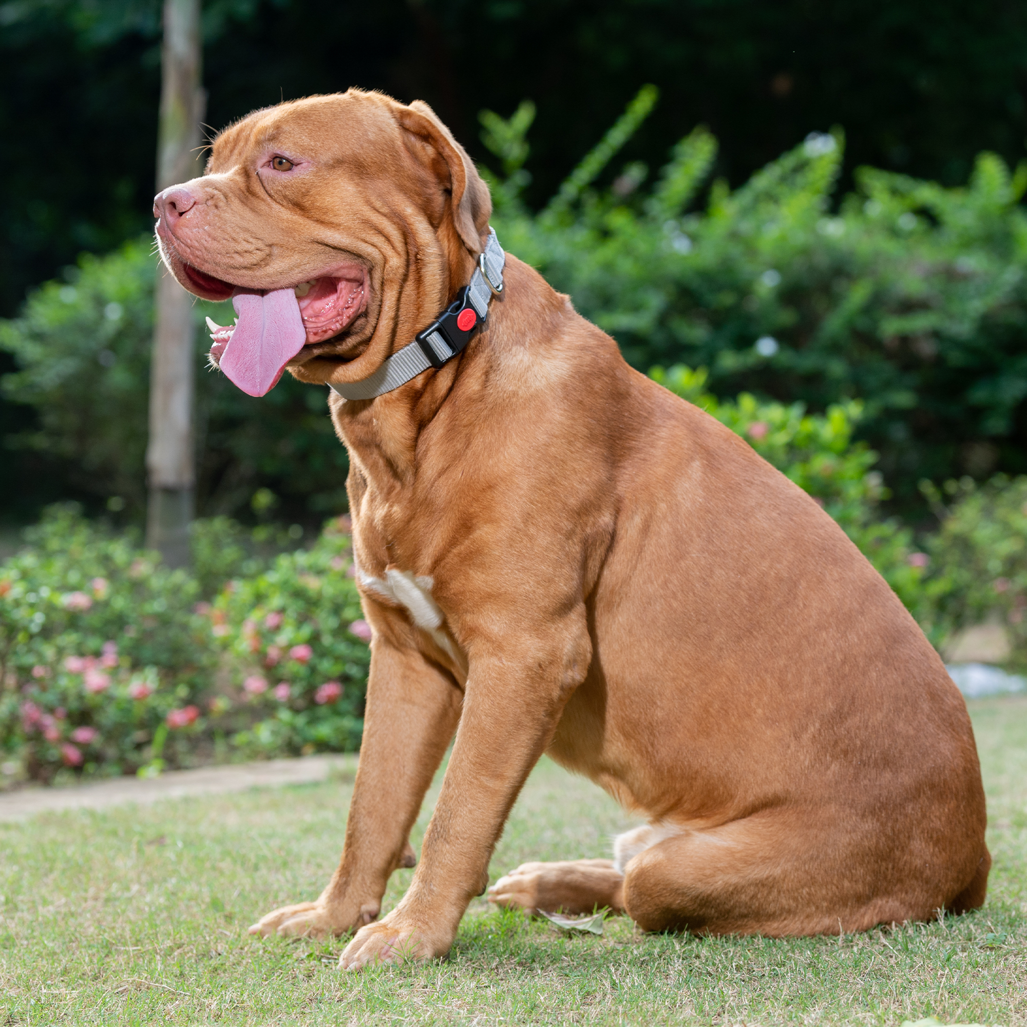 Adil's Nylon Dog Collar & Reflective Leash Set - Soft Padded, 5ft for All Breeds