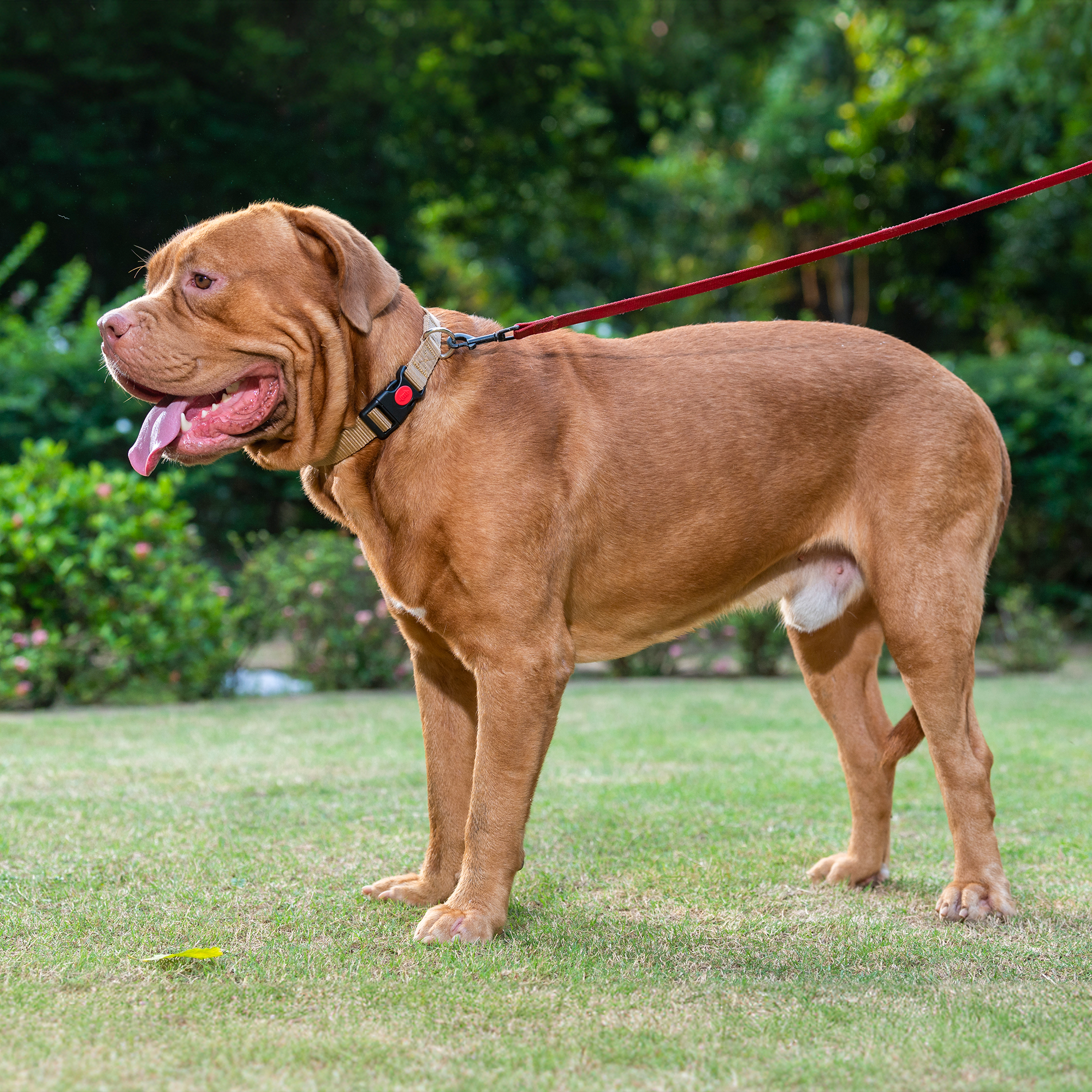 Adil's Nylon Dog Collar & Reflective Leash Set - Soft Padded, 5ft for All Breeds