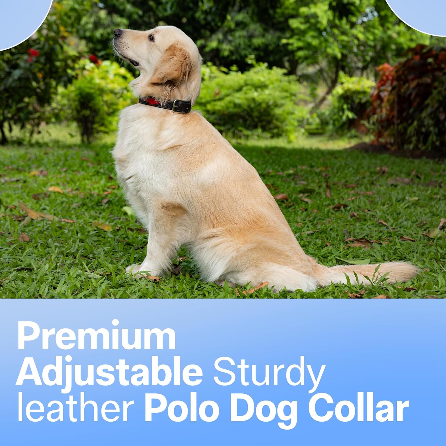 ADIL'S Polo Dog Collar,1 Inch Width Handcrafted by Artisans|Leather Dog Collar with Strong Metal Buckle & D-Ring for Small, Medium & Large Dogs